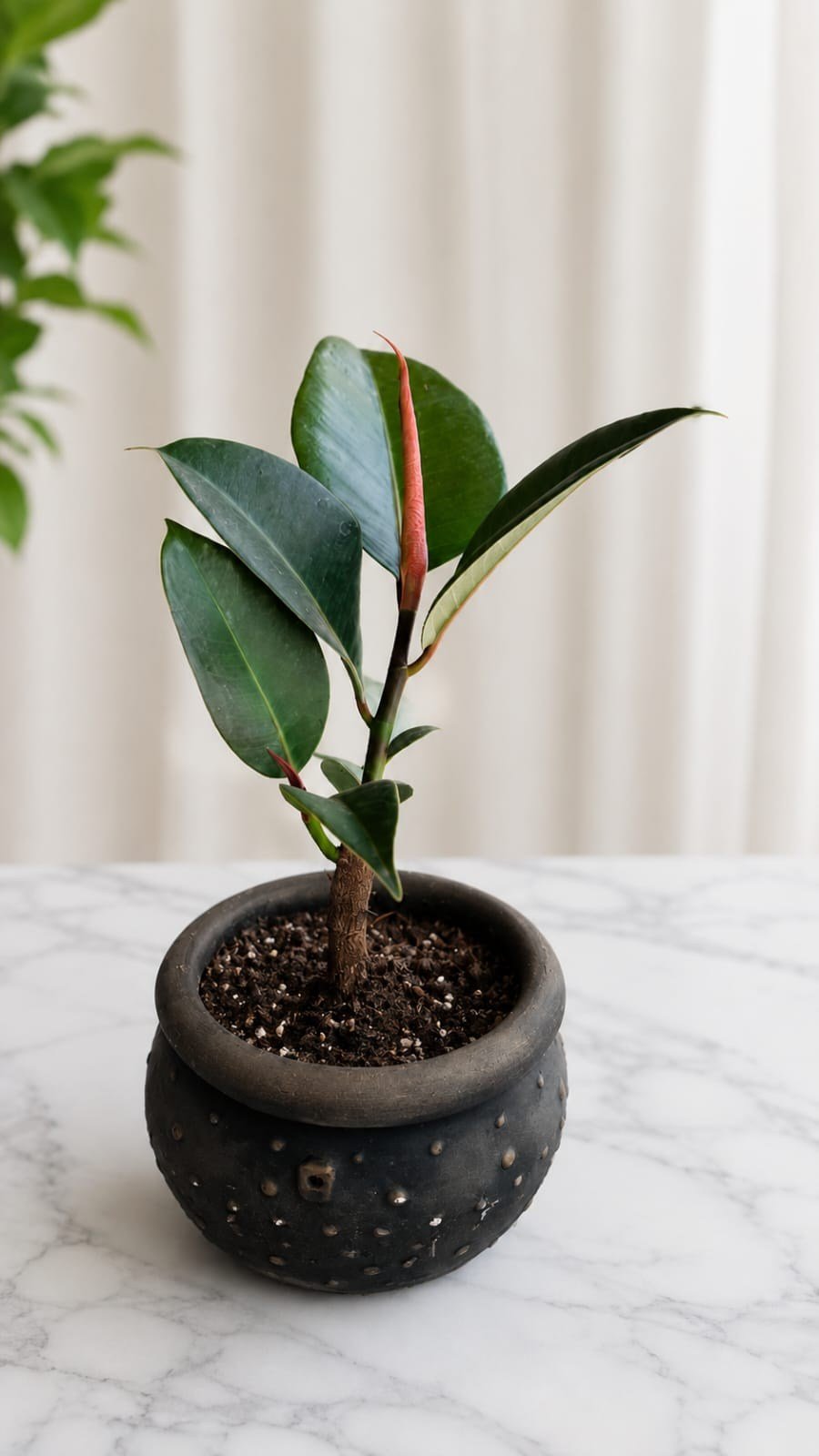 Siyah Dekoratif Saksıda Kauçuk Bitkisi (Ficus Elastica) – Canlı Salon Bitkisi