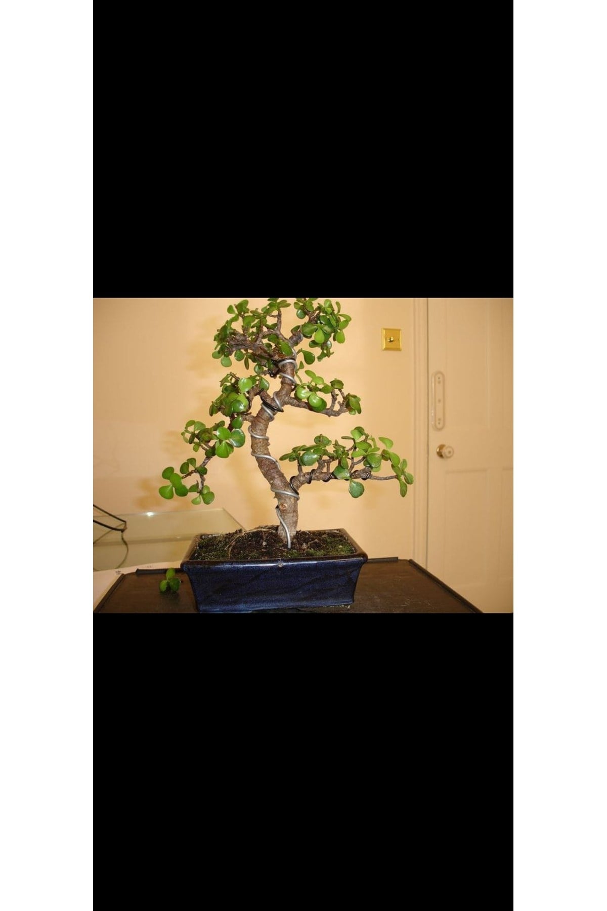 Siyah taş saksıda para bonsai ağacı