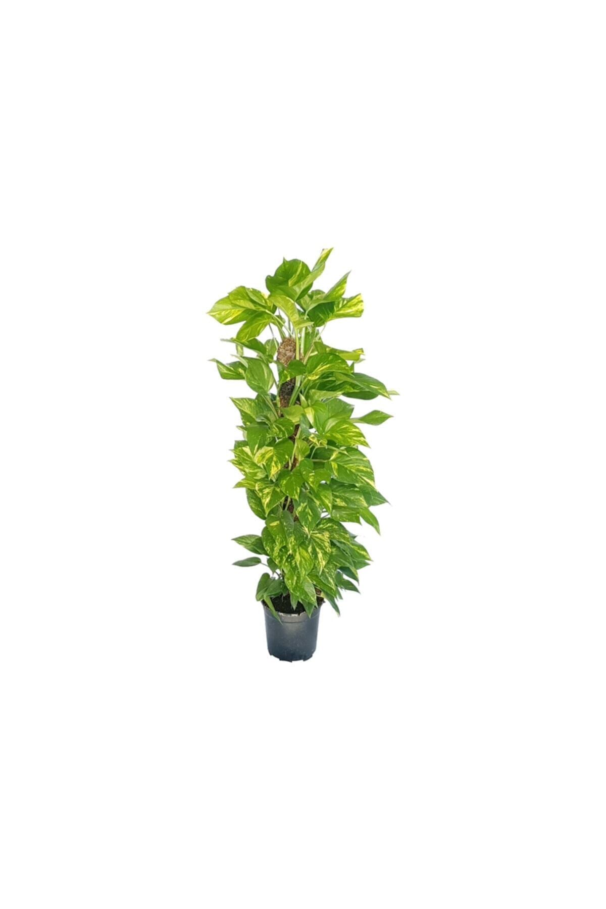 Sopalı Salon Sarmaşığı 100 Cm ( Patos - Epipremnum) Salon Bitkisi Ofis Bitkisi