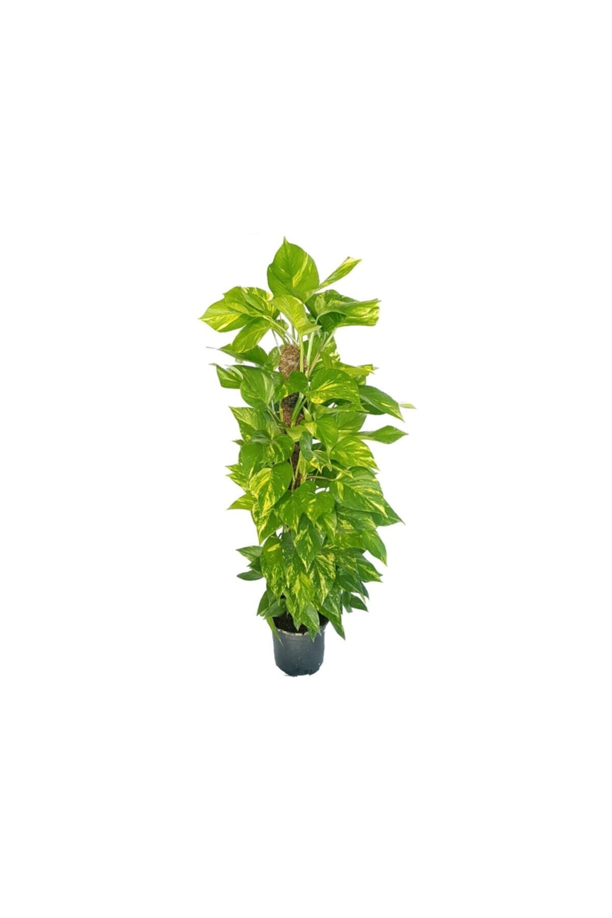 Sopalı Salon Sarmaşığı 100 Cm ( Patos - Epipremnum) Salon Bitkisi Ofis Bitkisi