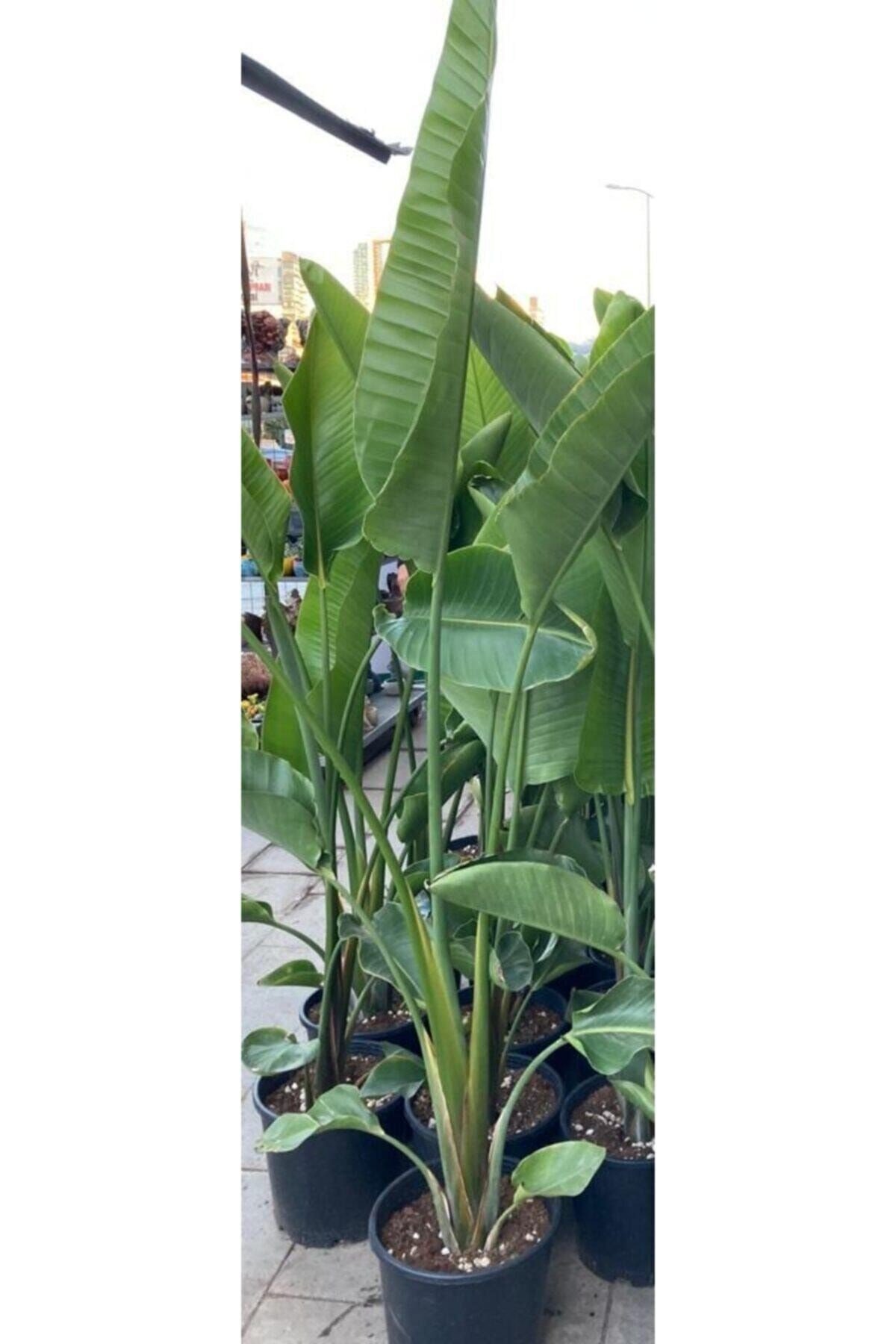 Starliçe 155-170 Cm Arası