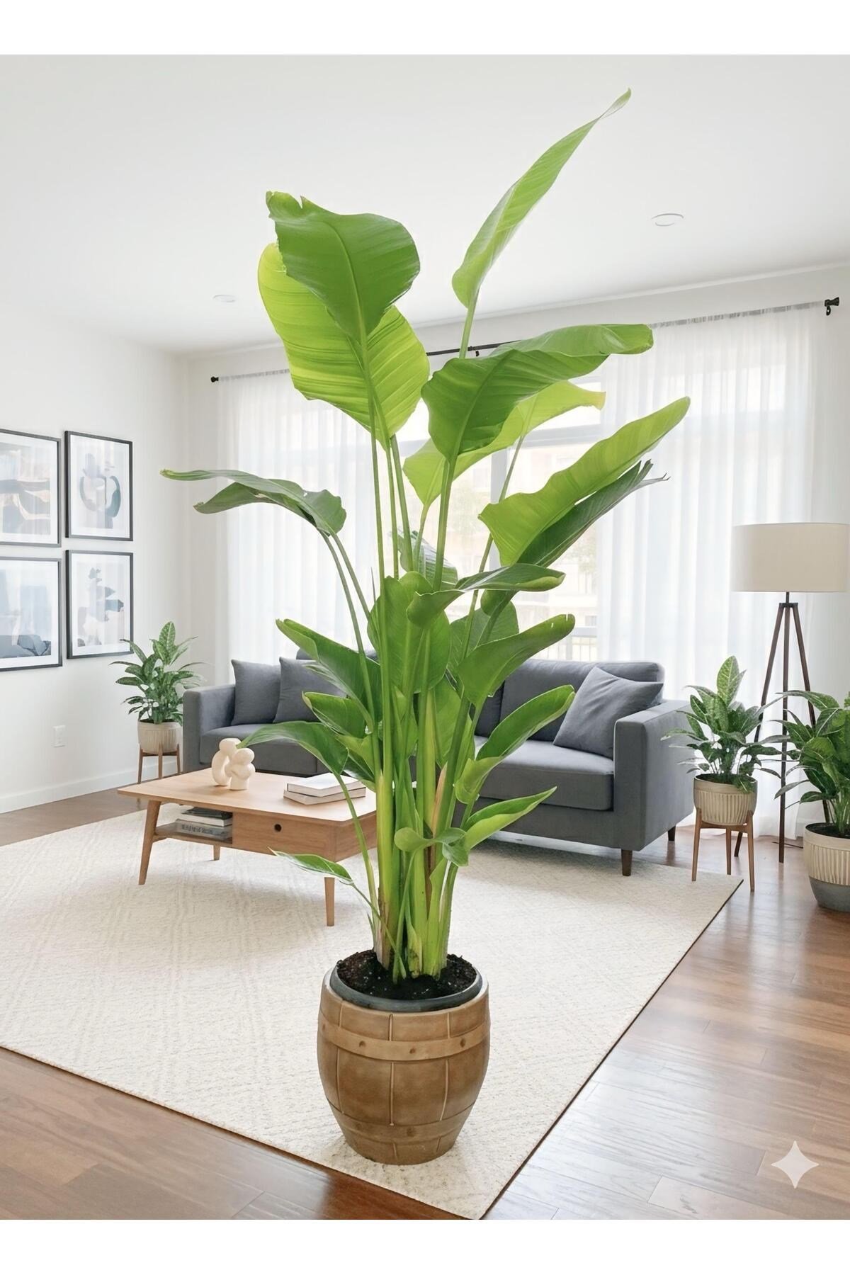Starliçe 5 Köklü 220-250 cm Taş Saksıda Cennet Kuşu Çiçeği - Strelitzia