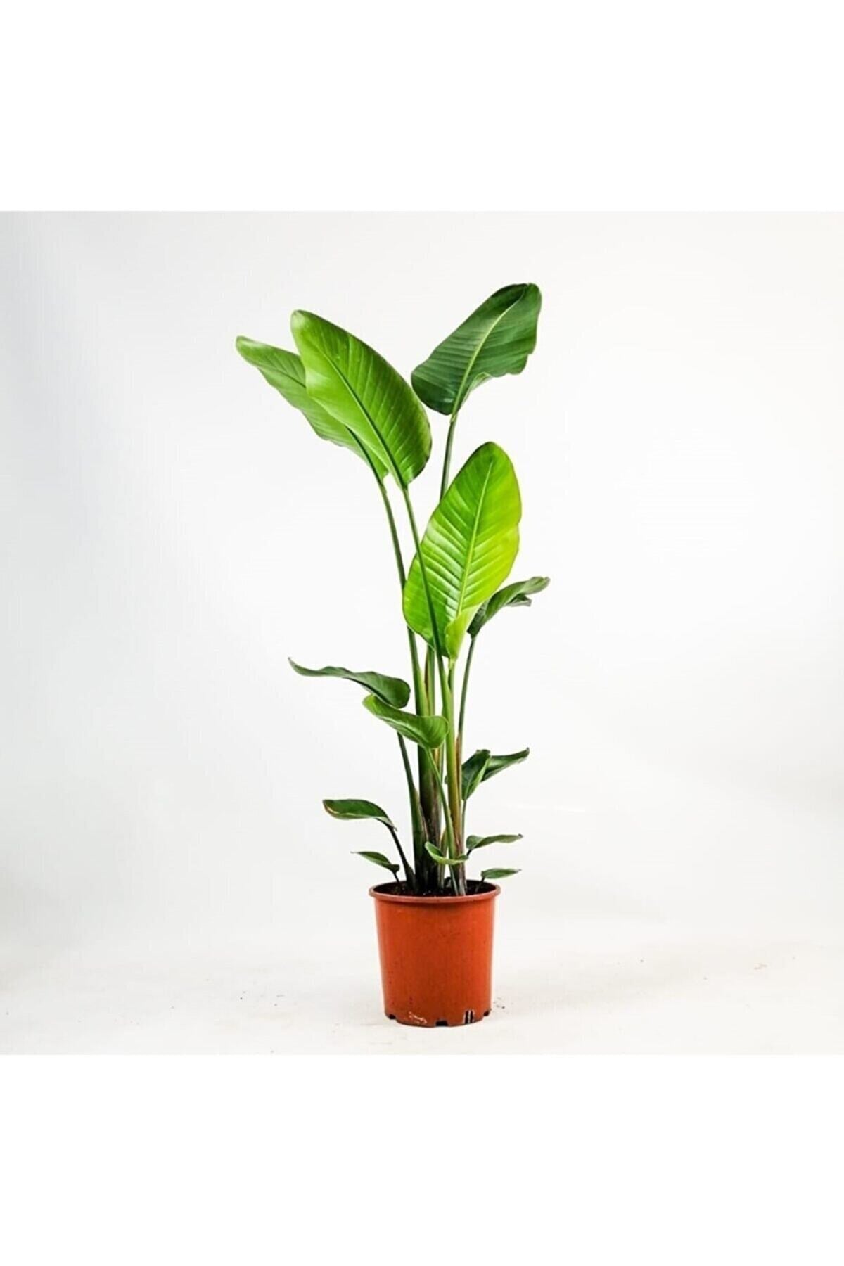 Starliçe - Beyaz Cennet Kuşu - Iki Köklü (strelitzia Nicolai) 160-200 Cm