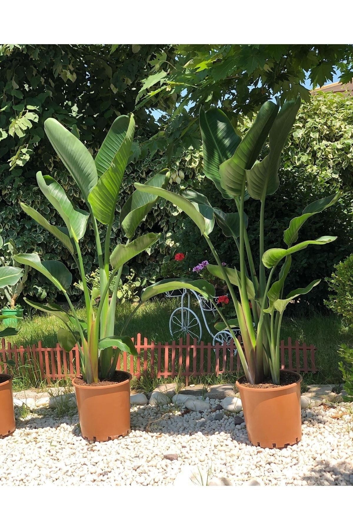 Starliçe-beyaz Cennet Kuşu-strelitzia Nicolai Üç Köklü Köklü 160-170 Cm Starliçe