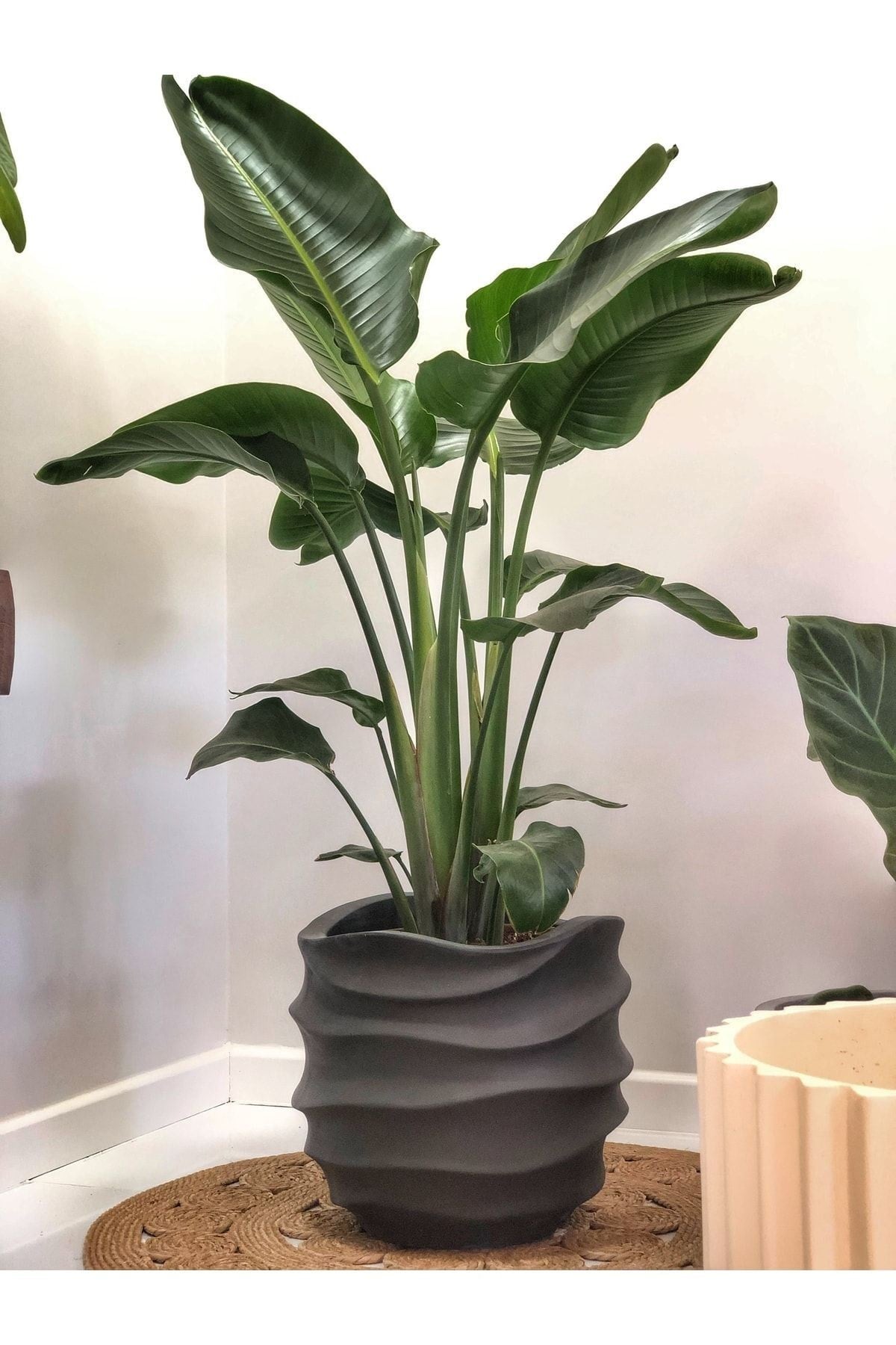 Starliçe-beyaz Cennet Kuşu-strelitzia Nicolai Üç Köklü Köklü 160-170 Cm Starliçe