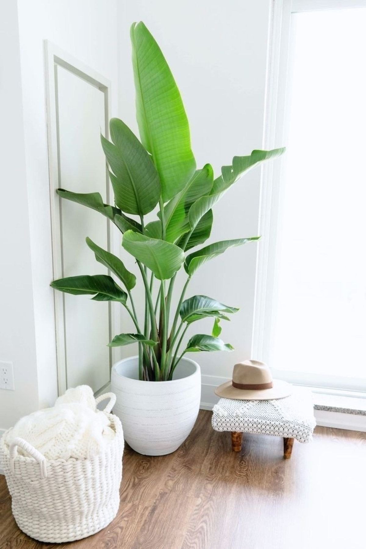 Starliçe-beyaz Cennet Kuşu-strelitzia Nicolai Üç Köklü Köklü 160-170 Cm Starliçe