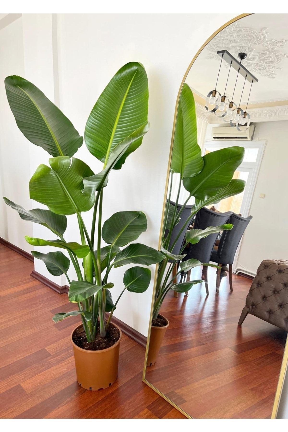 Starliçe-beyaz Cennet Kuşu-strelitzia Nicolai Üç Köklü Köklü 160-170 Cm Starliçe