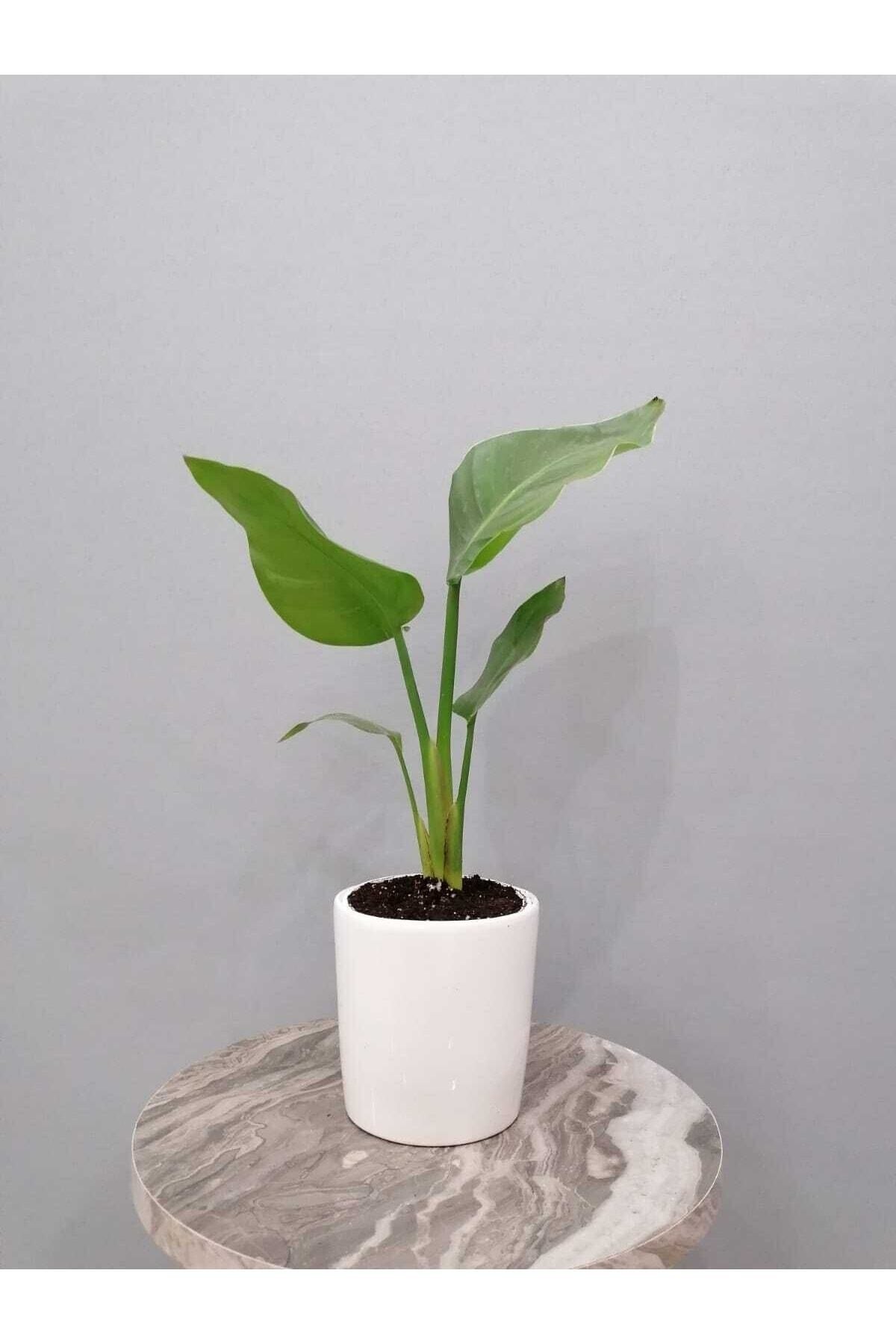 Starliçe Bitkisi (40 Cm) Dekoratif Saksılı