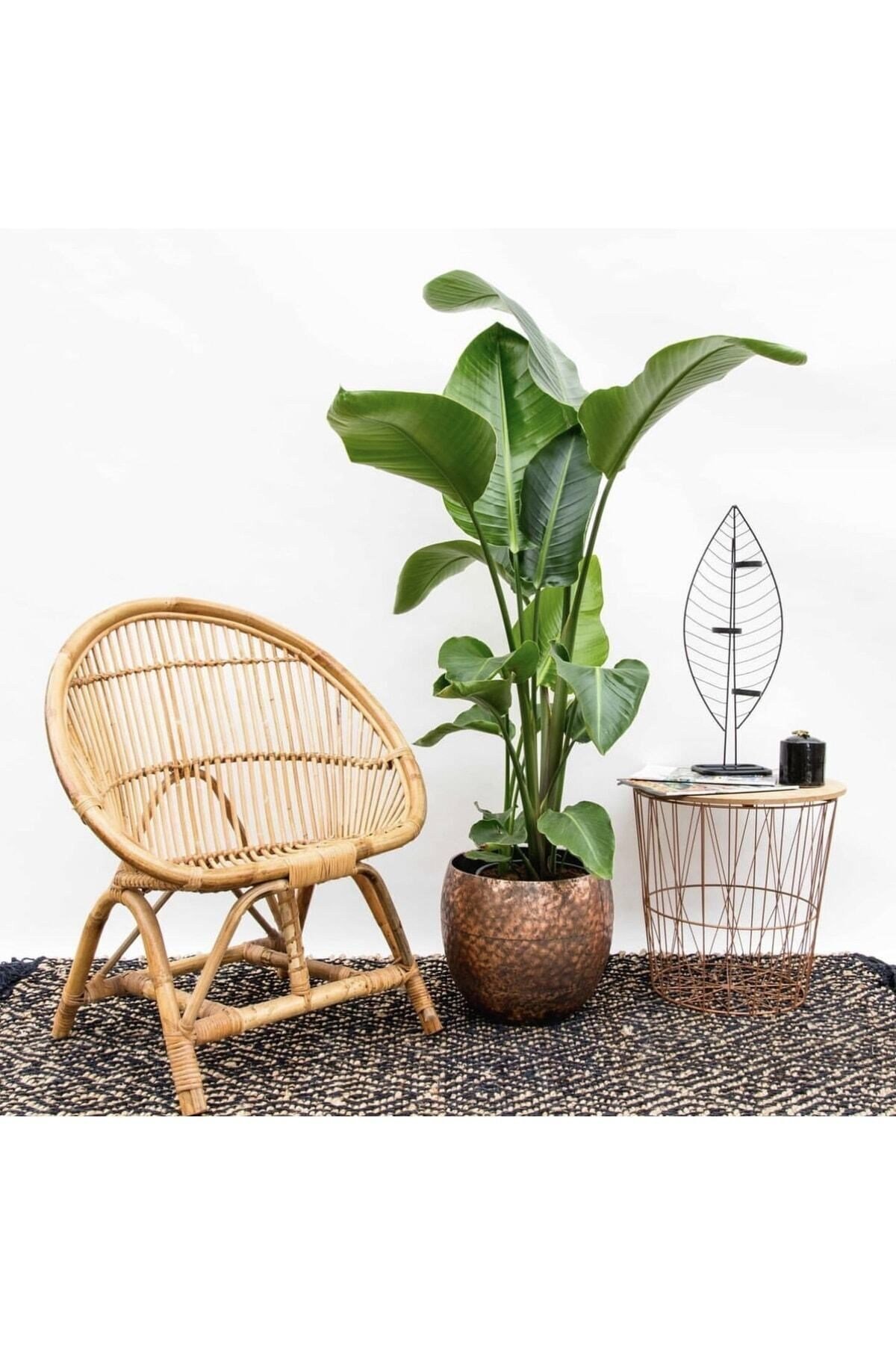 Starliçe Bitkisi Strelitzia 2-3 Köklü 130-160 Cm Cennet Kuşu Çiçeği