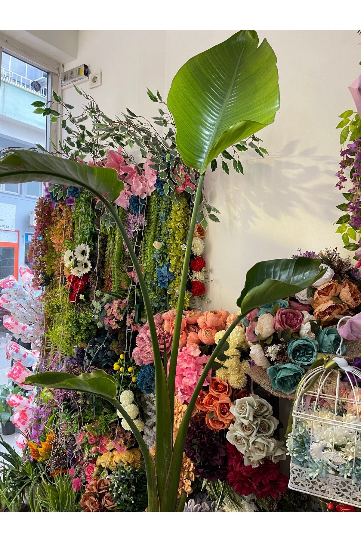 Starliçe Canlı Salon Bitkisi 1500 cm