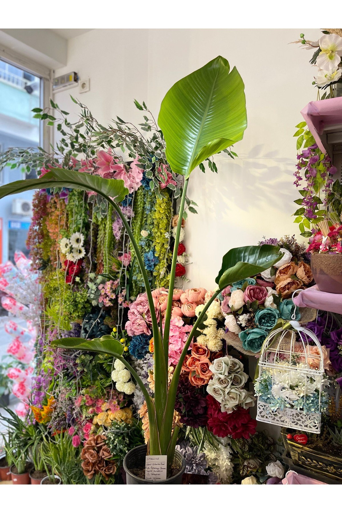 Starliçe Canlı Salon Bitkisi 1500 cm
