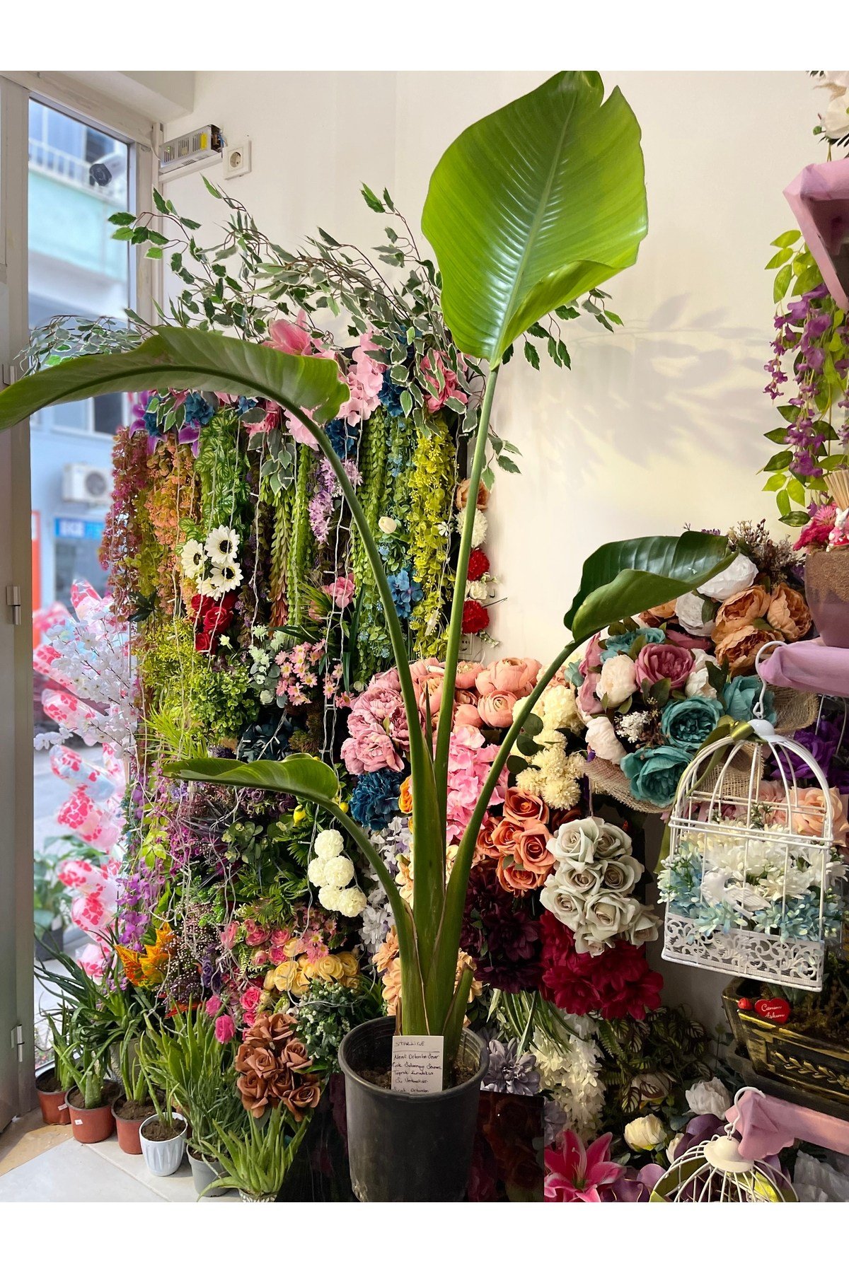 Starliçe Canlı Salon Bitkisi 1500 cm
