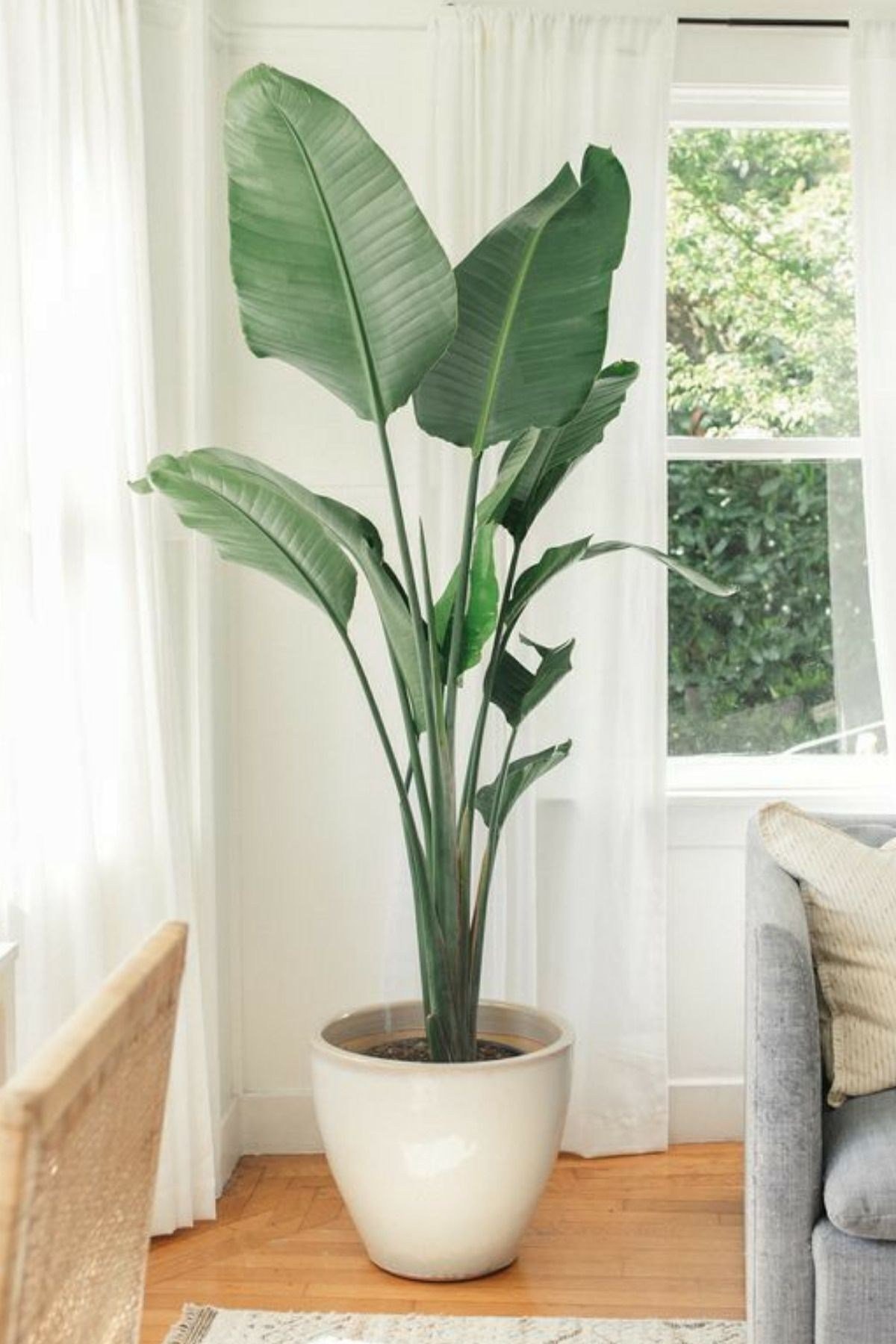 Starliçe Cennet Kuşu Çiçeği - Büyük Boy ( 2 Metre) - Strelitzia Nicolai Canlı Salon Bitkisi
