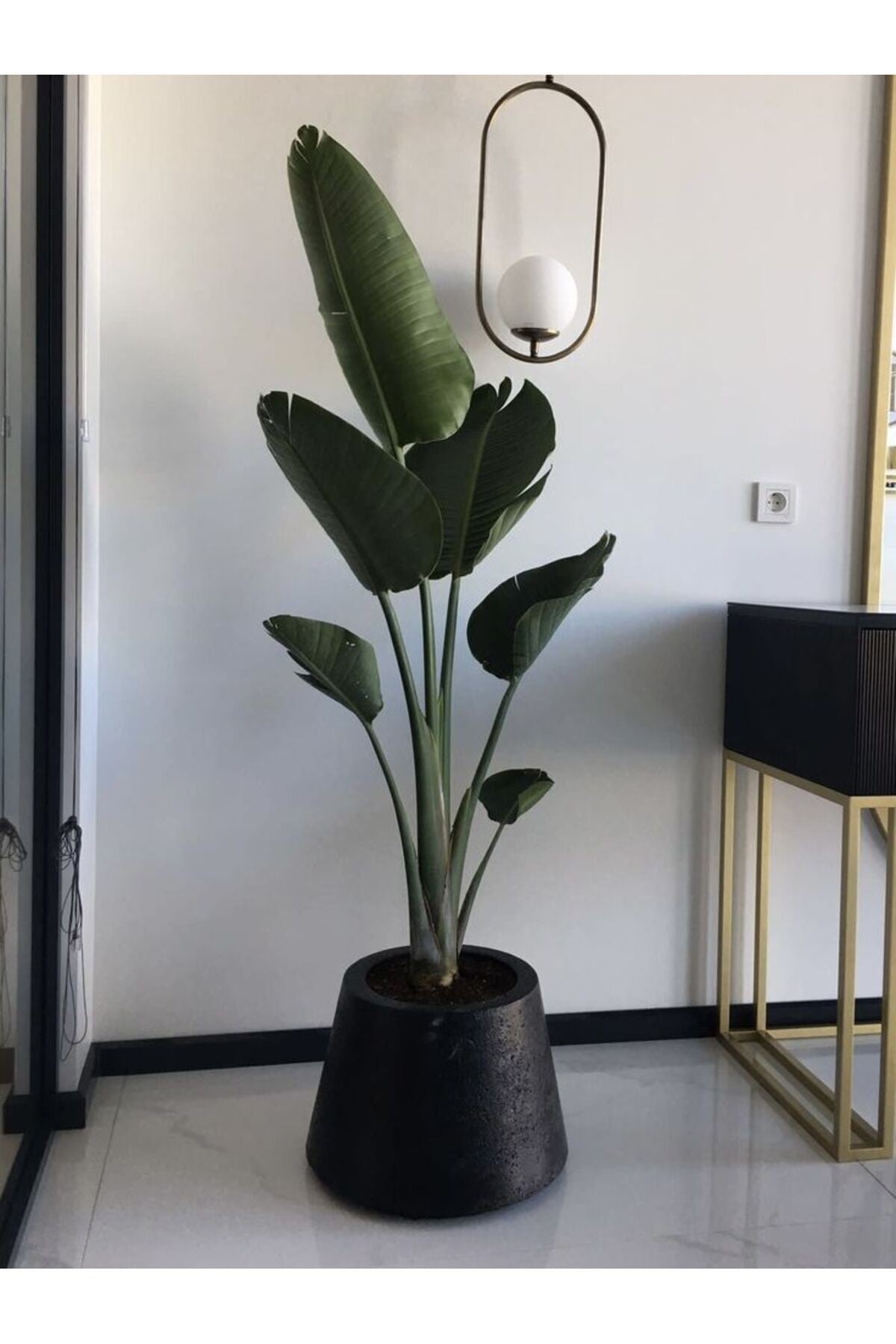 Starlie Cennet Kuu iei - Byk Boy 120 - 150+ cm Tek Gvdeli Strelitzia  Nicolai Bitkisi - Kakts ve Sukulentler