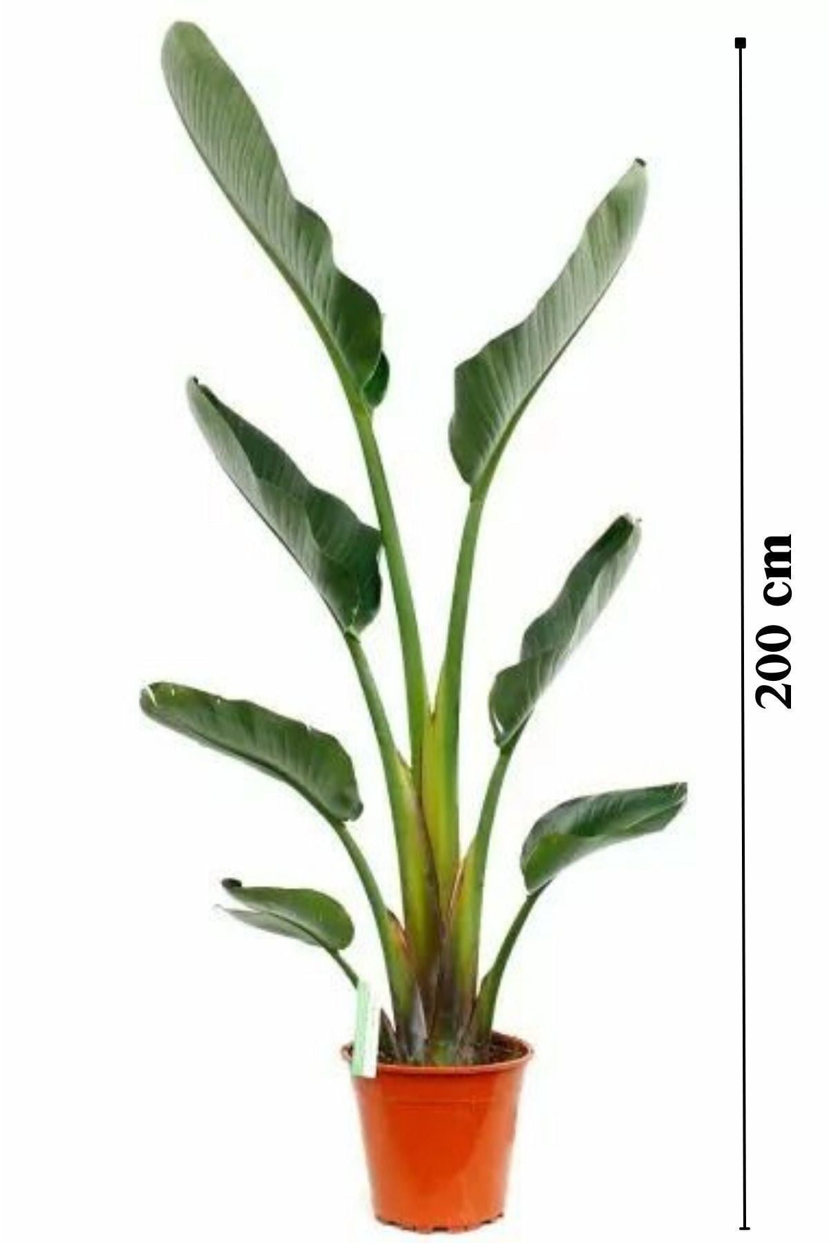 Starliçe Cennet Kuşu Çiçeği - Büyük Boy ( 2 Metre) - Strelitzia Nicolai Canlı Salon Bitkisi