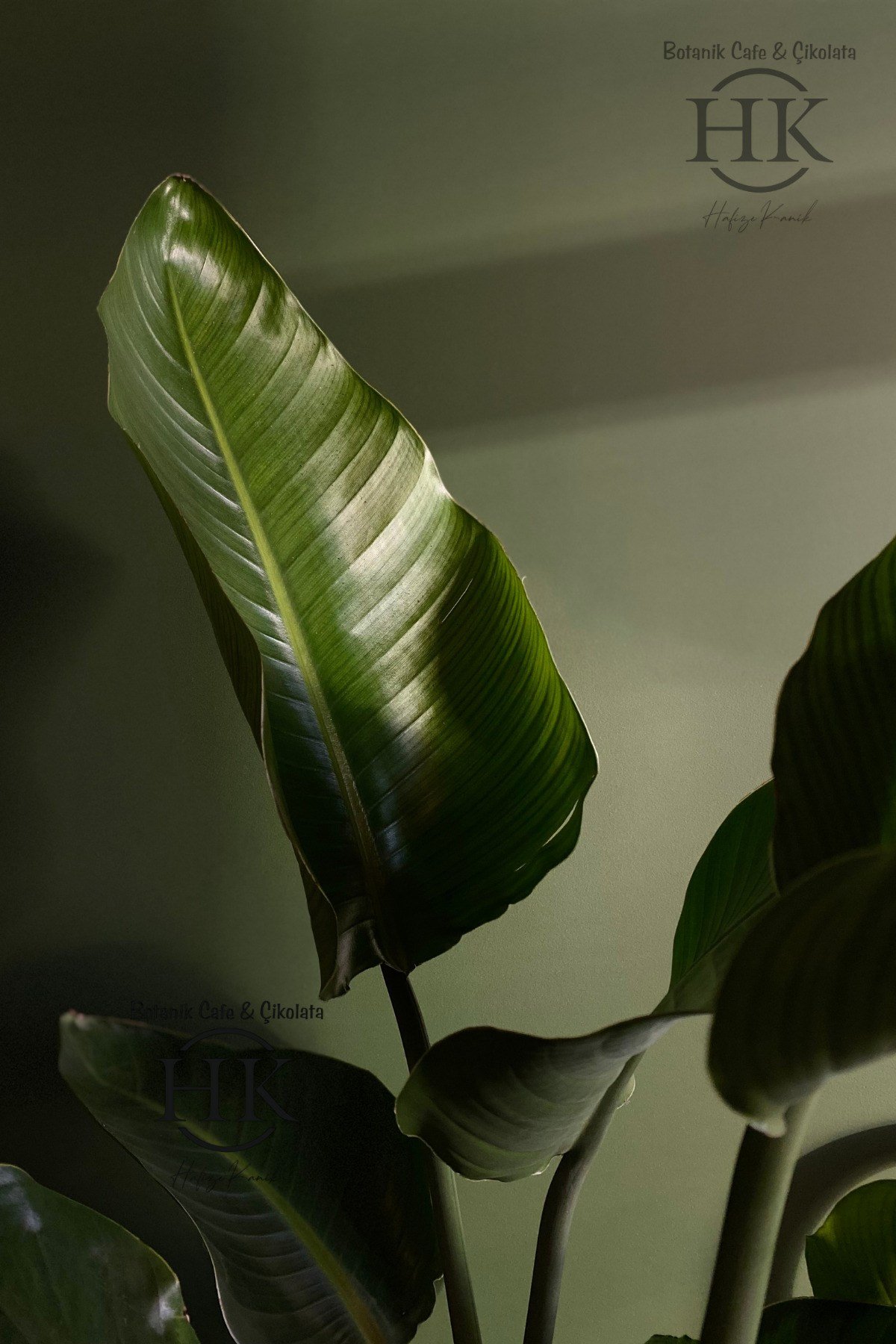 Starliçe Cennet Kuşu Çiçeği - Strelitzia Ev Bitkisi 5 Kök Canlı Salon & Ofis Bitkisi (180-200 cm)