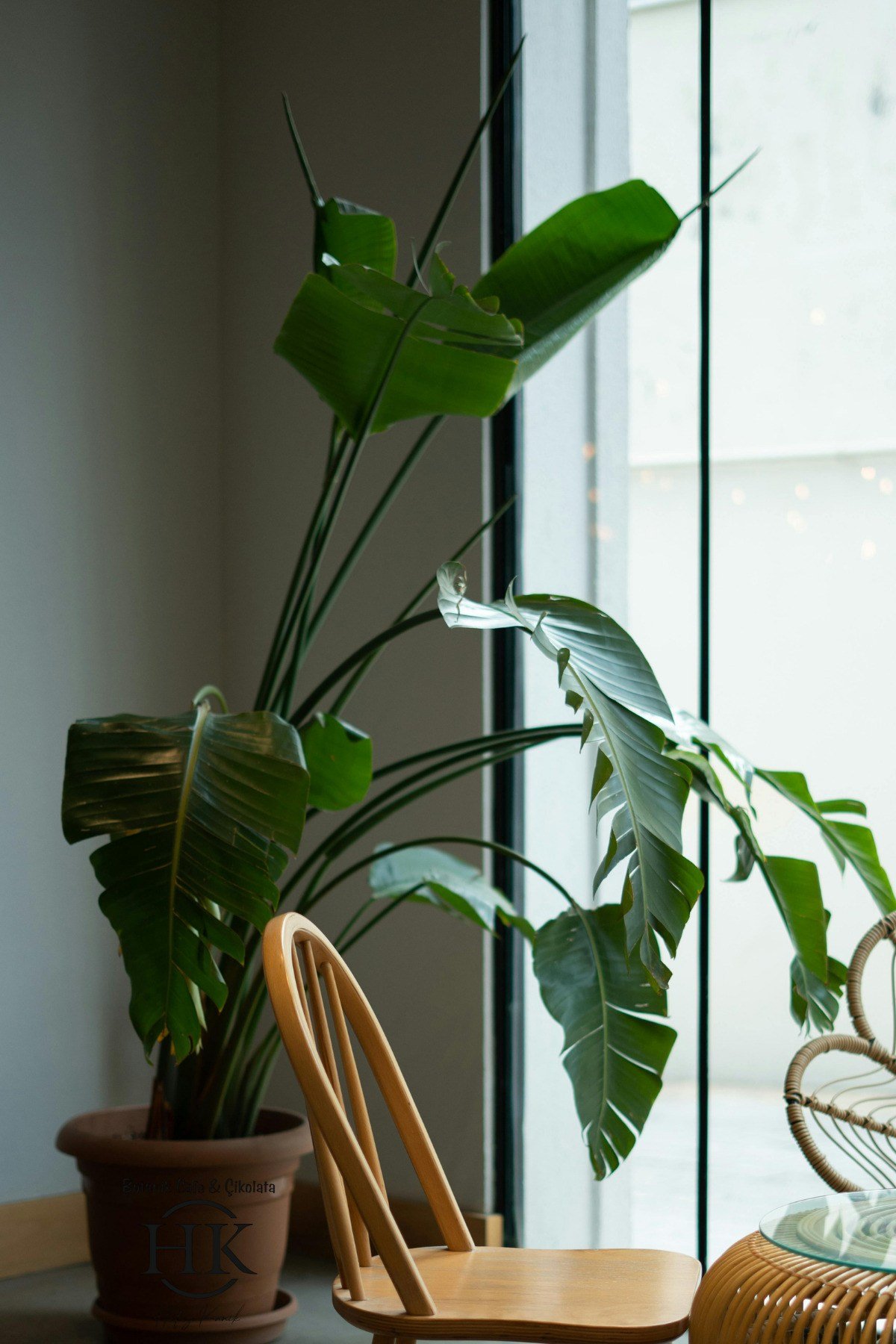Starliçe Cennet Kuşu Çiçeği - Strelitzia Ev Bitkisi 5 Kök Canlı Salon & Ofis Bitkisi (180-200 cm)