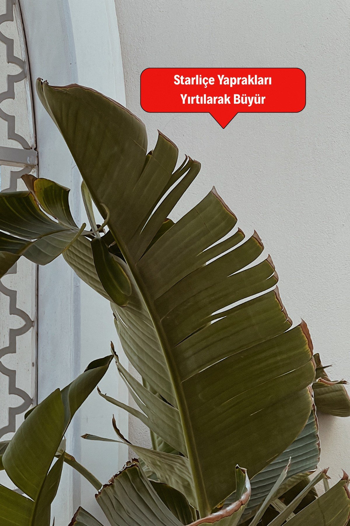 Starliçe Cennet Kuşu Çiçeği - Strelitzia Ev Bitkisi 5 Kök Canlı Salon & Ofis Bitkisi (180-200 cm)
