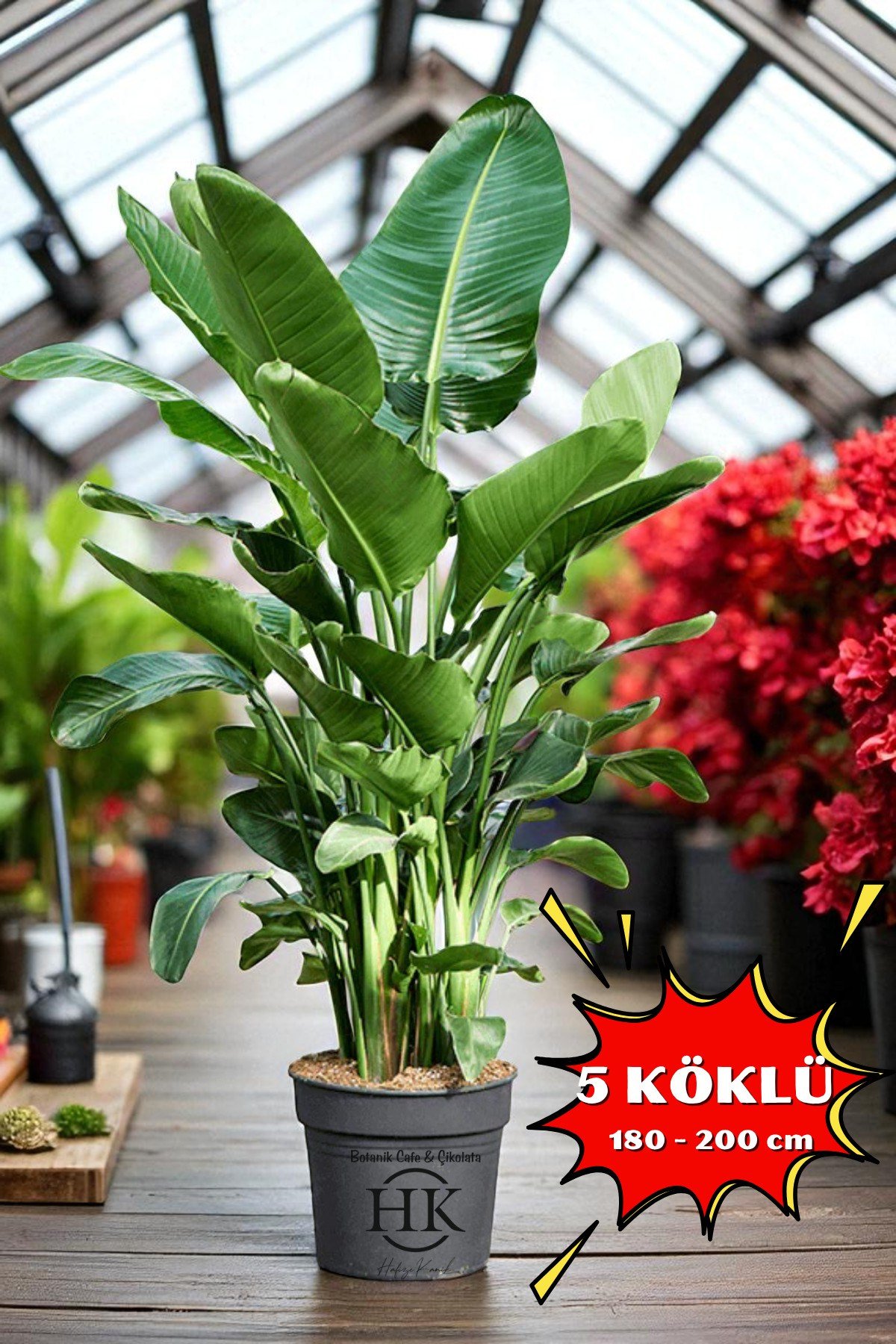 Starliçe Cennet Kuşu Çiçeği - Strelitzia Ev Bitkisi 5 Kök Canlı Salon & Ofis Bitkisi (180-200 cm)