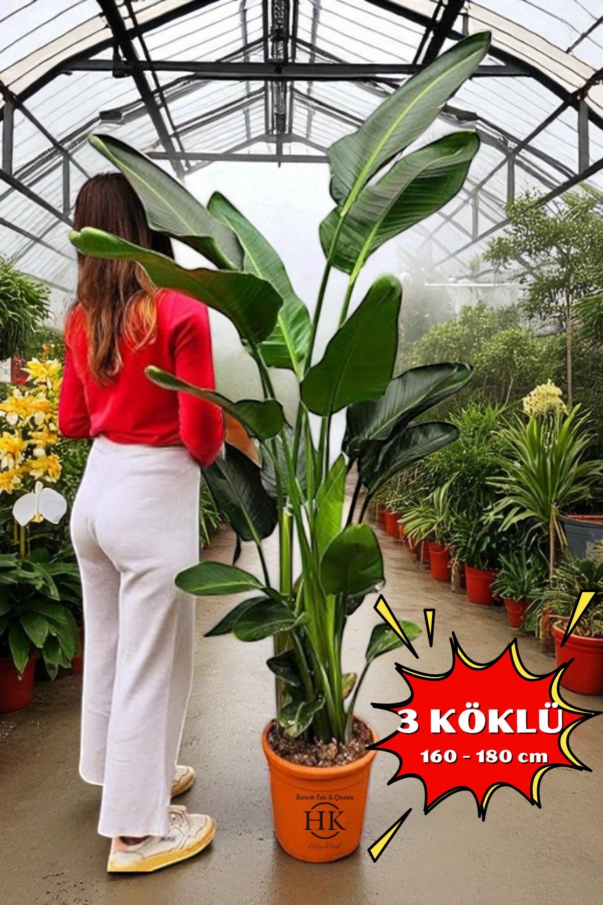 Starliçe Cennet Kuşu Çiçeği - Strelitzia Ev Bitkisi 3 Kök Canlı Salon & Ofis Bitkisi (160-180 cm)