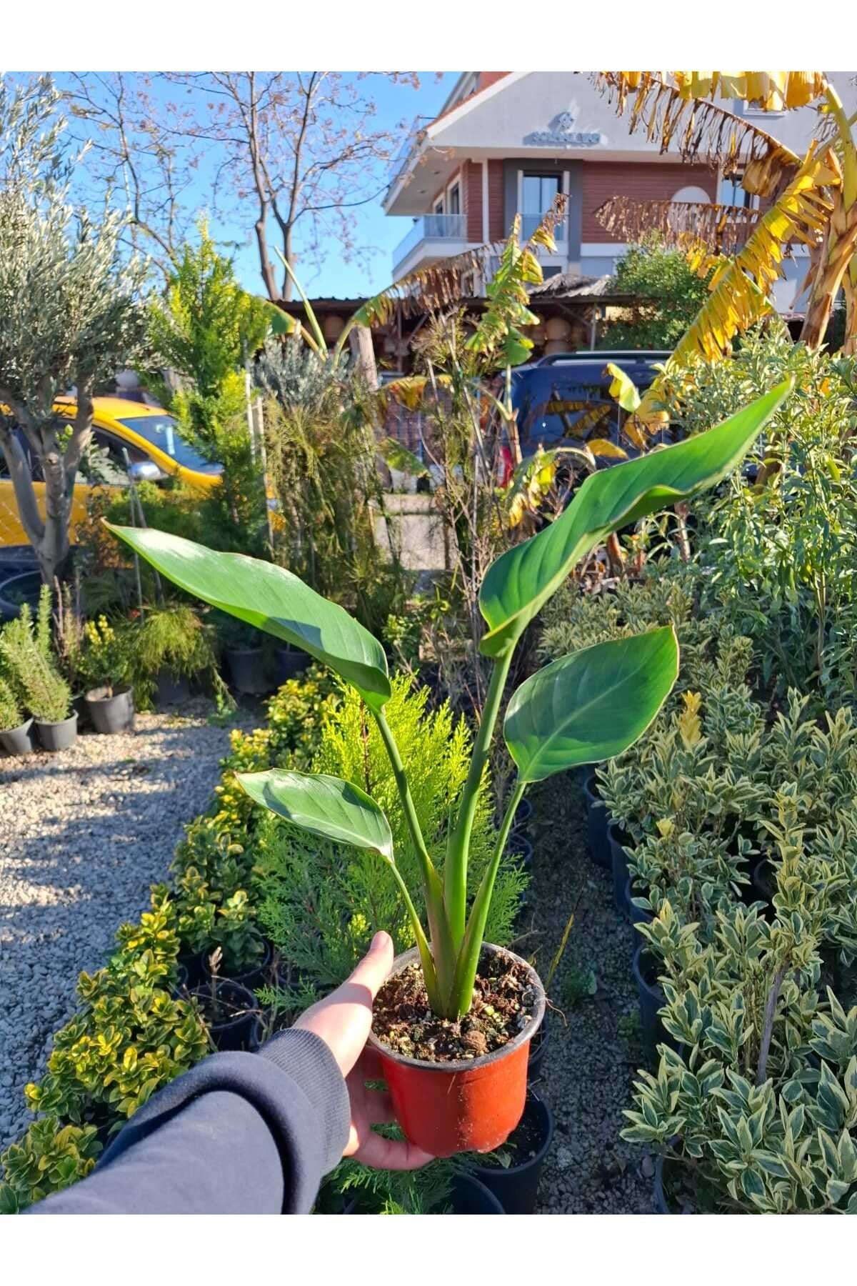 Starliçe Cennet kuşu salon bitkisi 50-70 cm