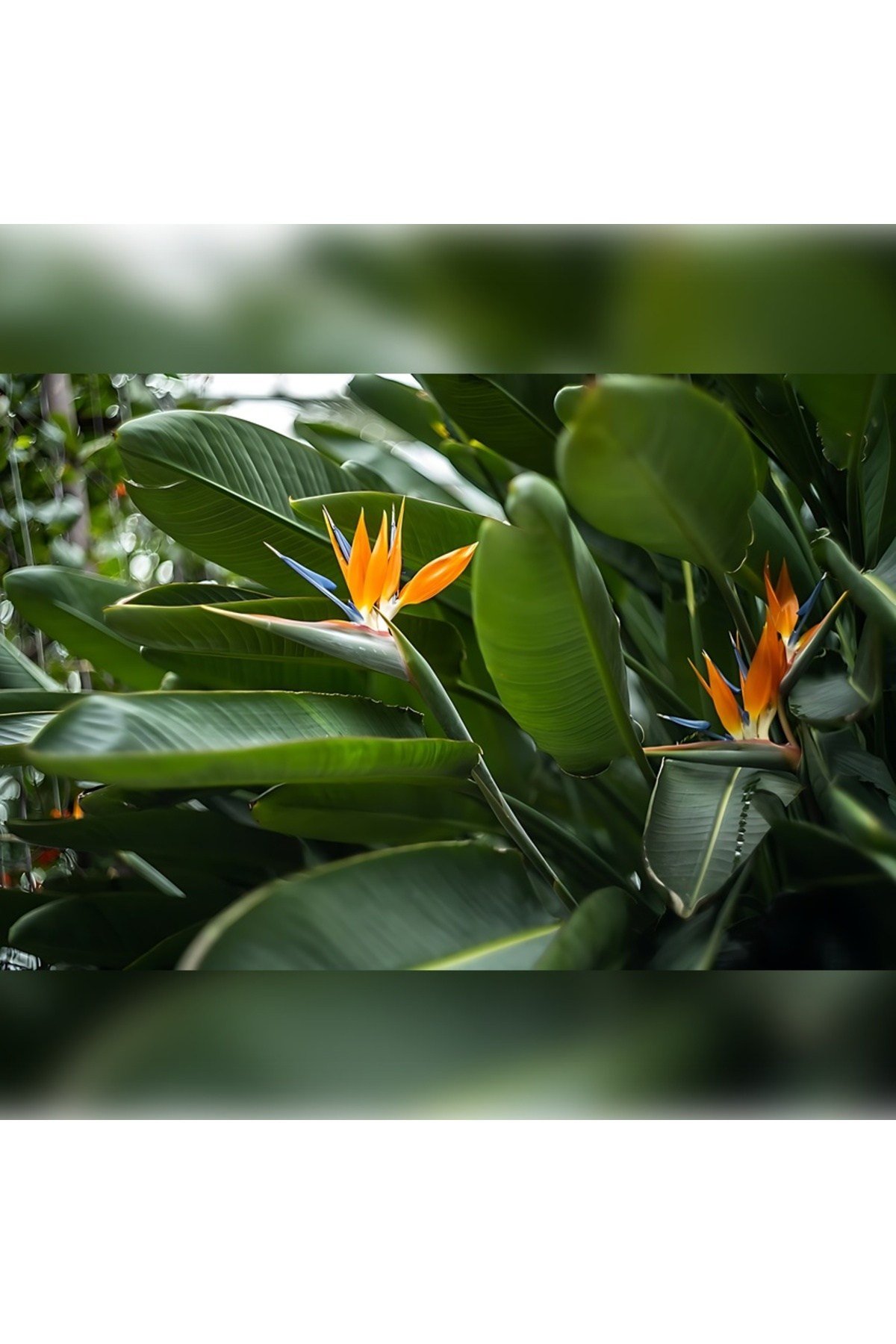 STARLİÇE ( CENNET KUŞU Strelitzia 100-120cm )