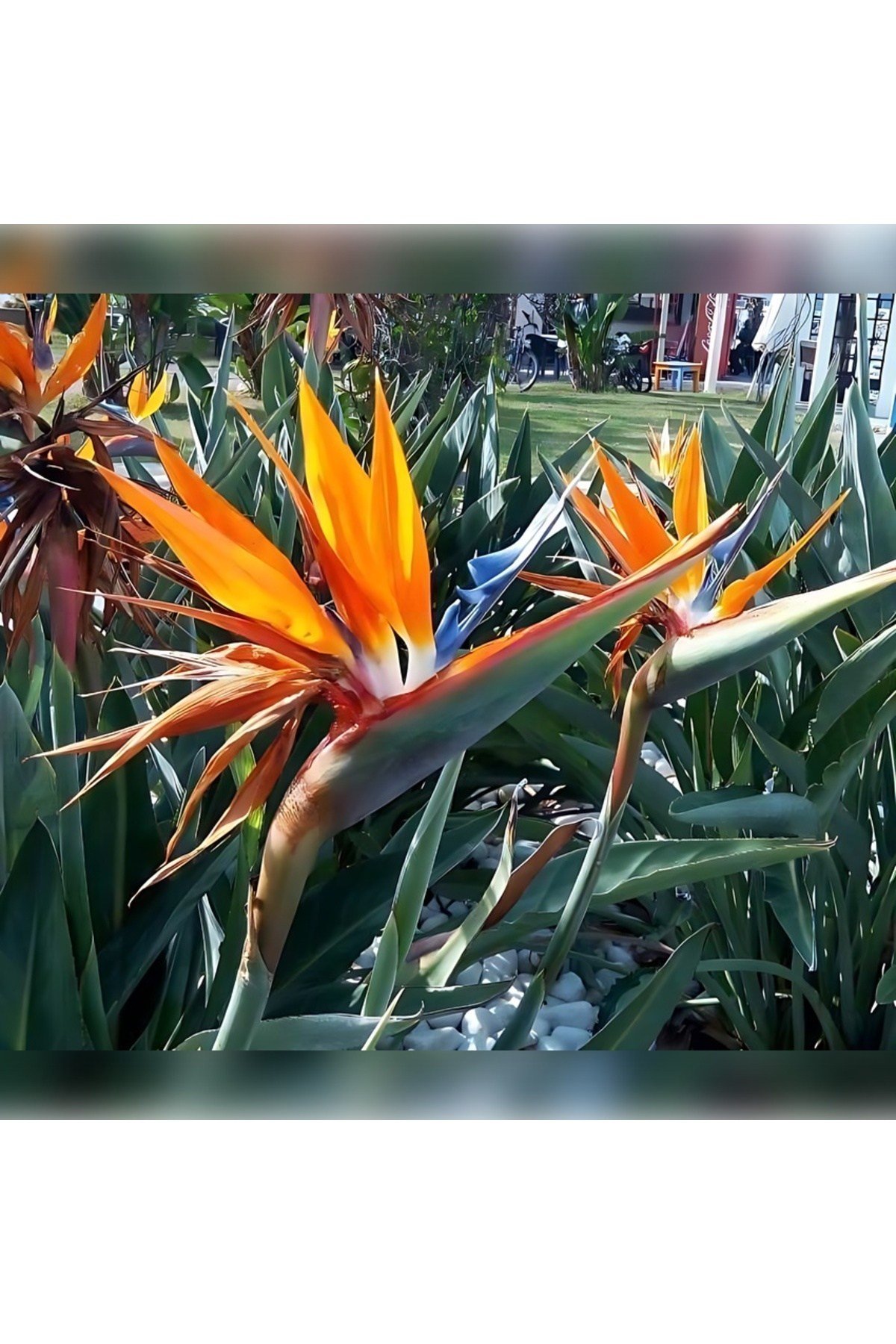 STARLİÇE ( CENNET KUŞU Strelitzia 100-120cm )