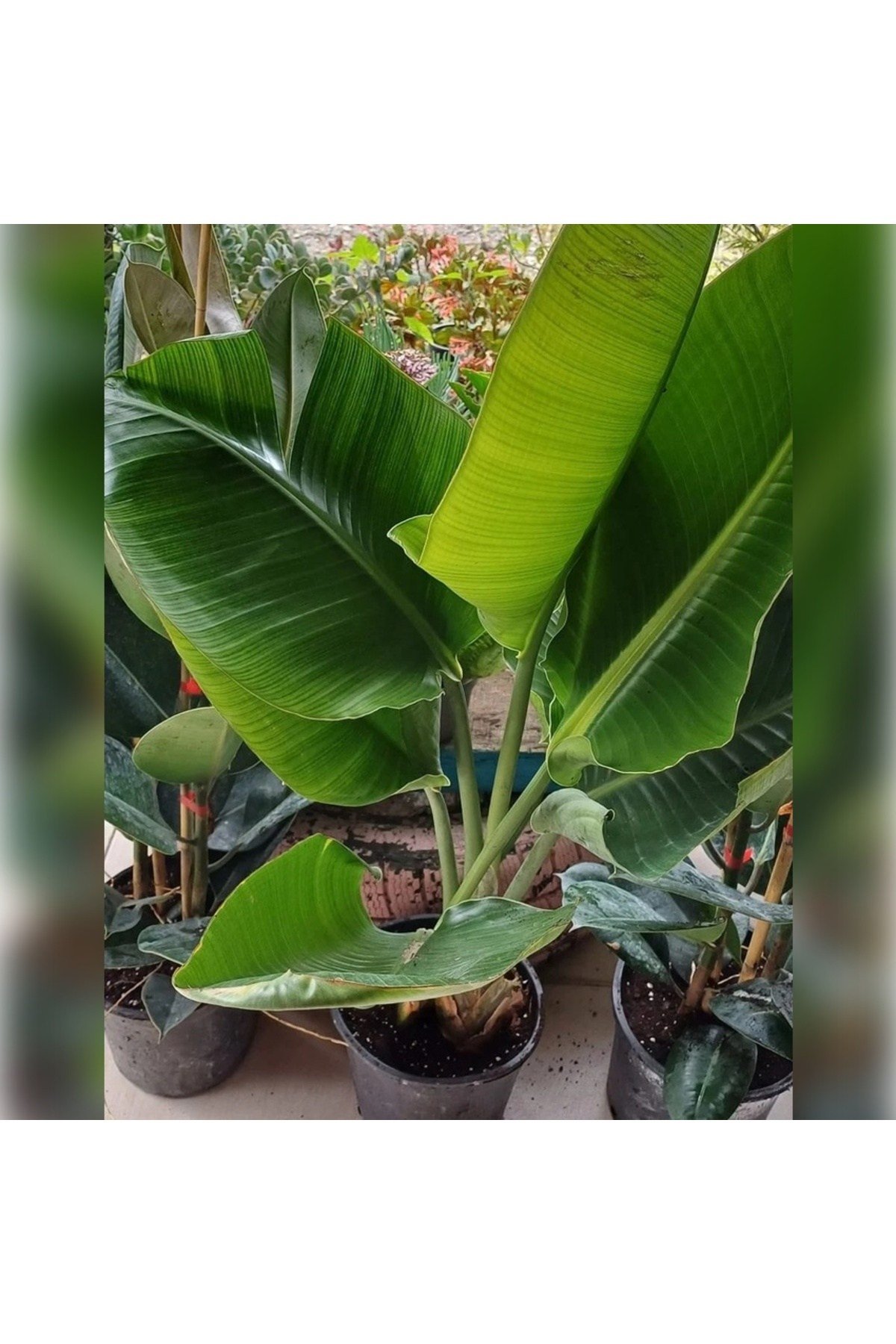 STARLİÇE ( CENNET KUŞU Strelitzia 100-120cm )