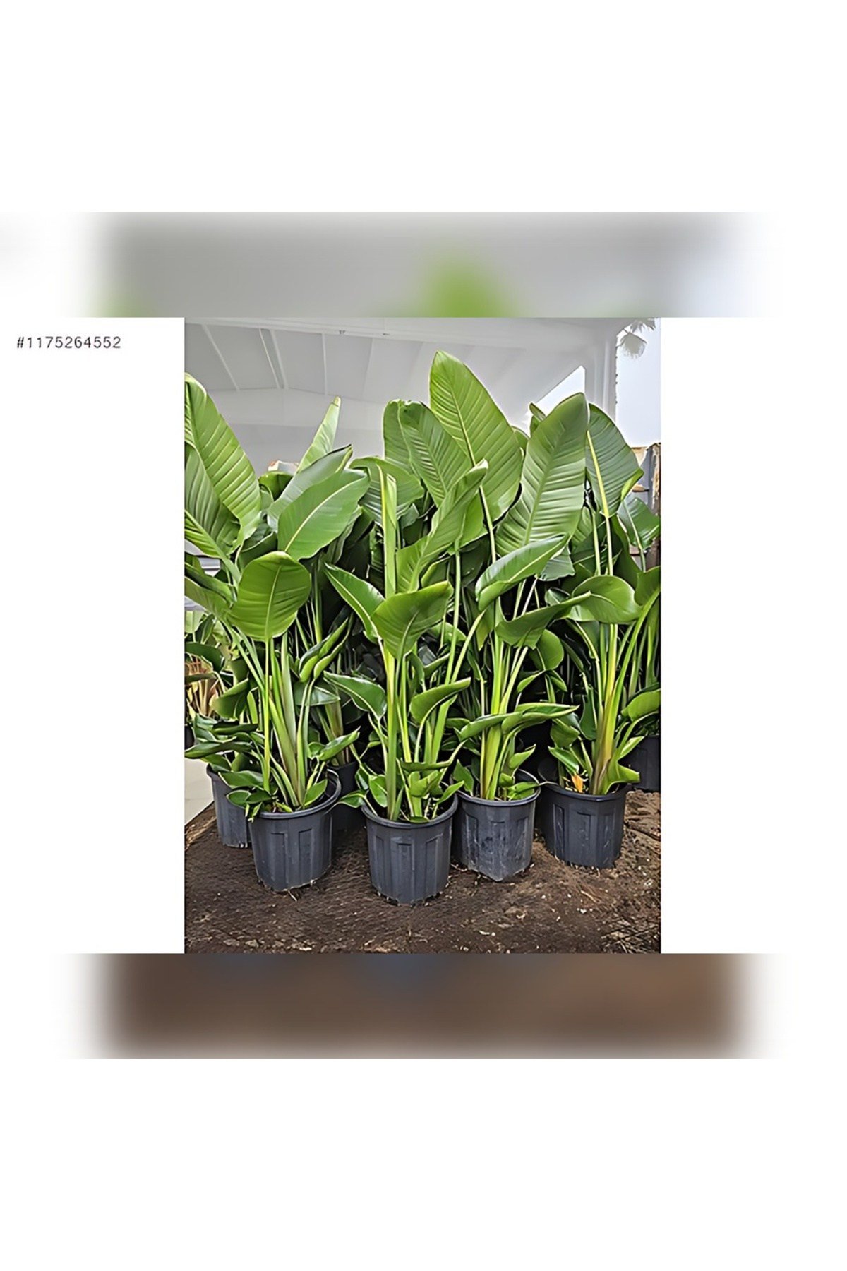 STARLİÇE ( CENNET KUŞU Strelitzia 100-120cm )