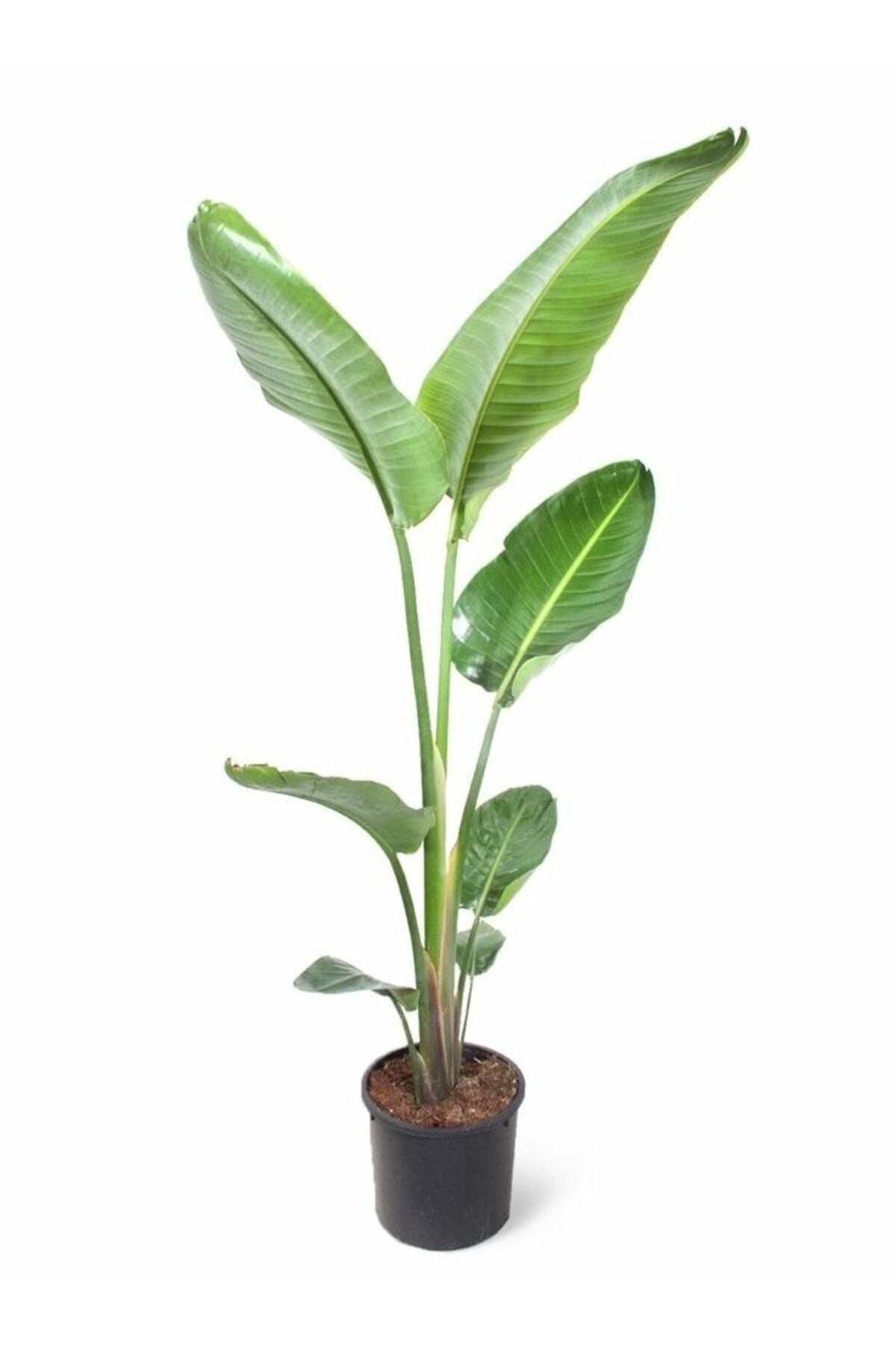 Starliçe Cennet Kuşu Strelitzia Nicolai 140-160 Cm