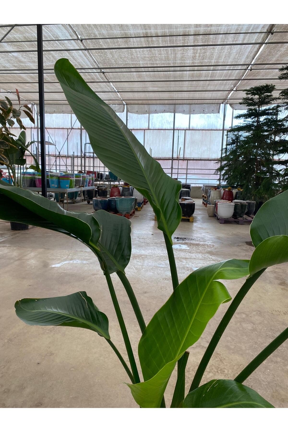 Starliçe İki Köklü ( Strelitzia ) 120-140 cm Ev, Ofis, Salon Bitkisi