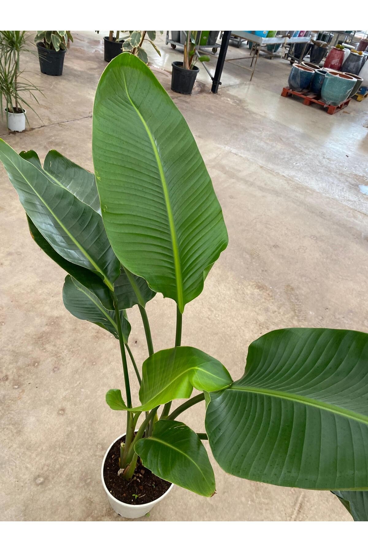 Starliçe İki Köklü ( Strelitzia ) 120-140 cm Ev, Ofis, Salon Bitkisi