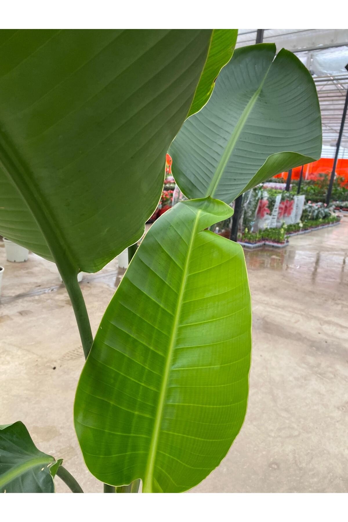 Starliçe İki Köklü ( Strelitzia ) 120-140 cm Ev, Ofis, Salon Bitkisi