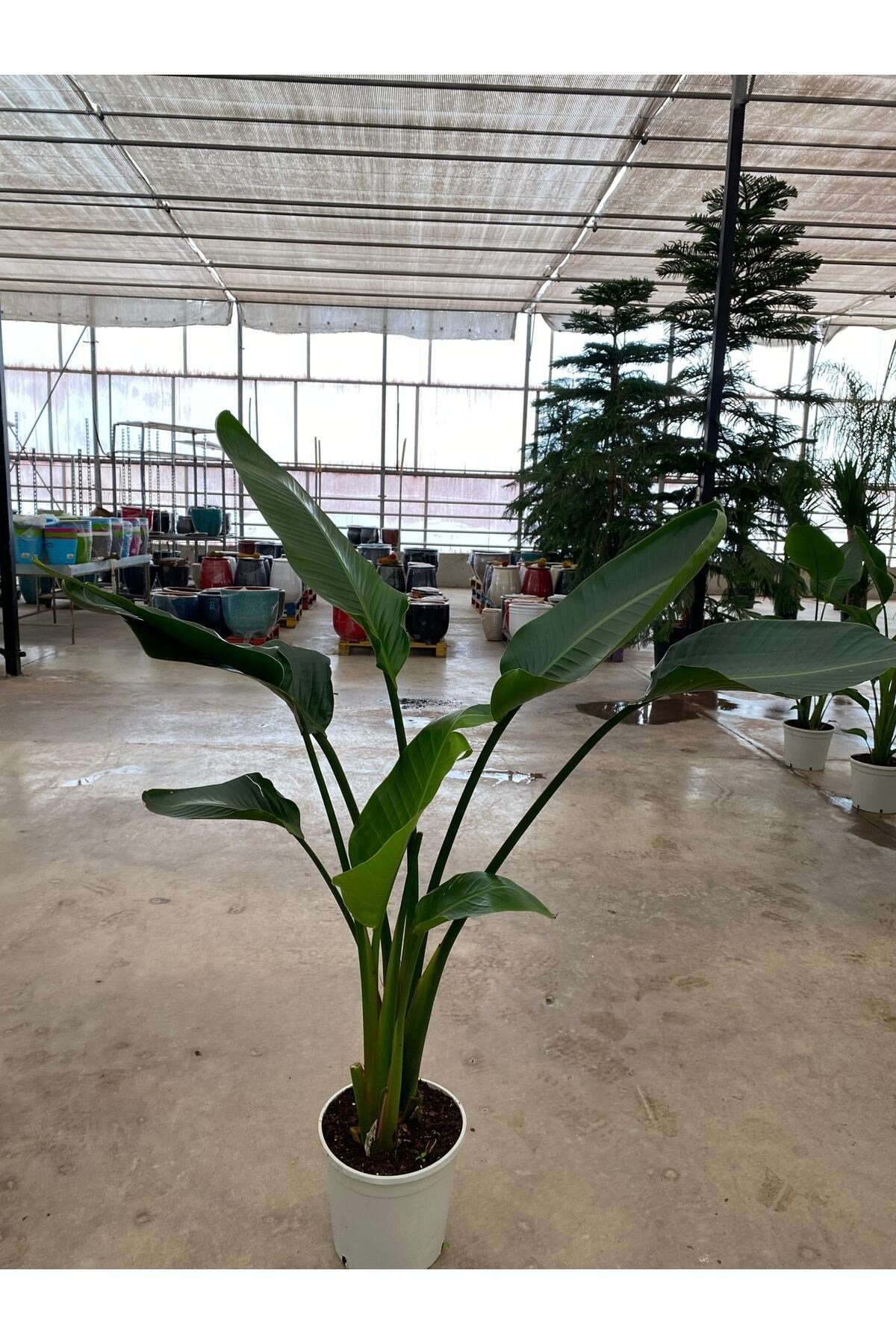 Starliçe İki Köklü ( Strelitzia ) 120-140 cm Ev, Ofis, Salon Bitkisi