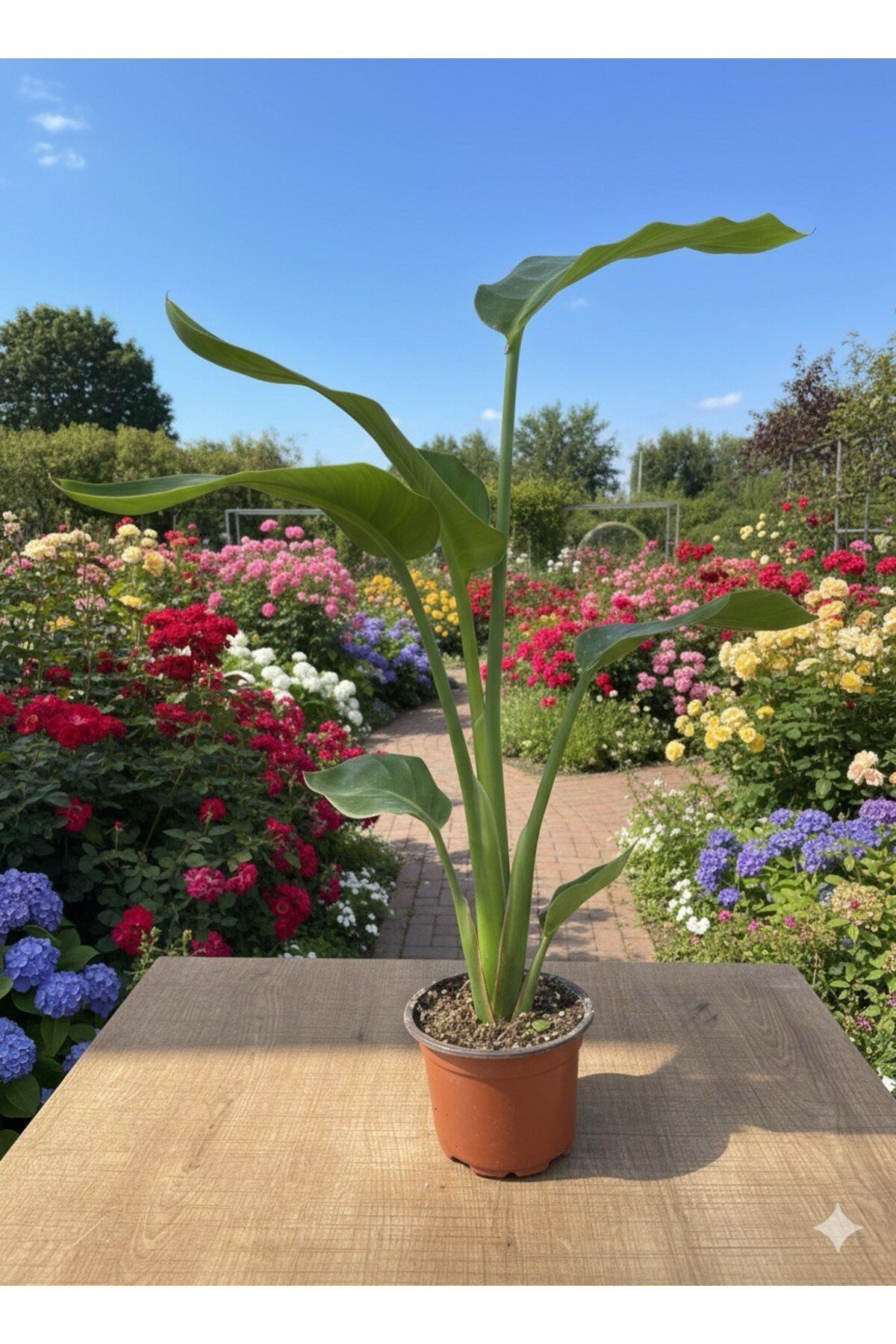 Starliçe (Strelitzia nicolai) Cennet Kuşu Çiçeği 70 - 80 cm