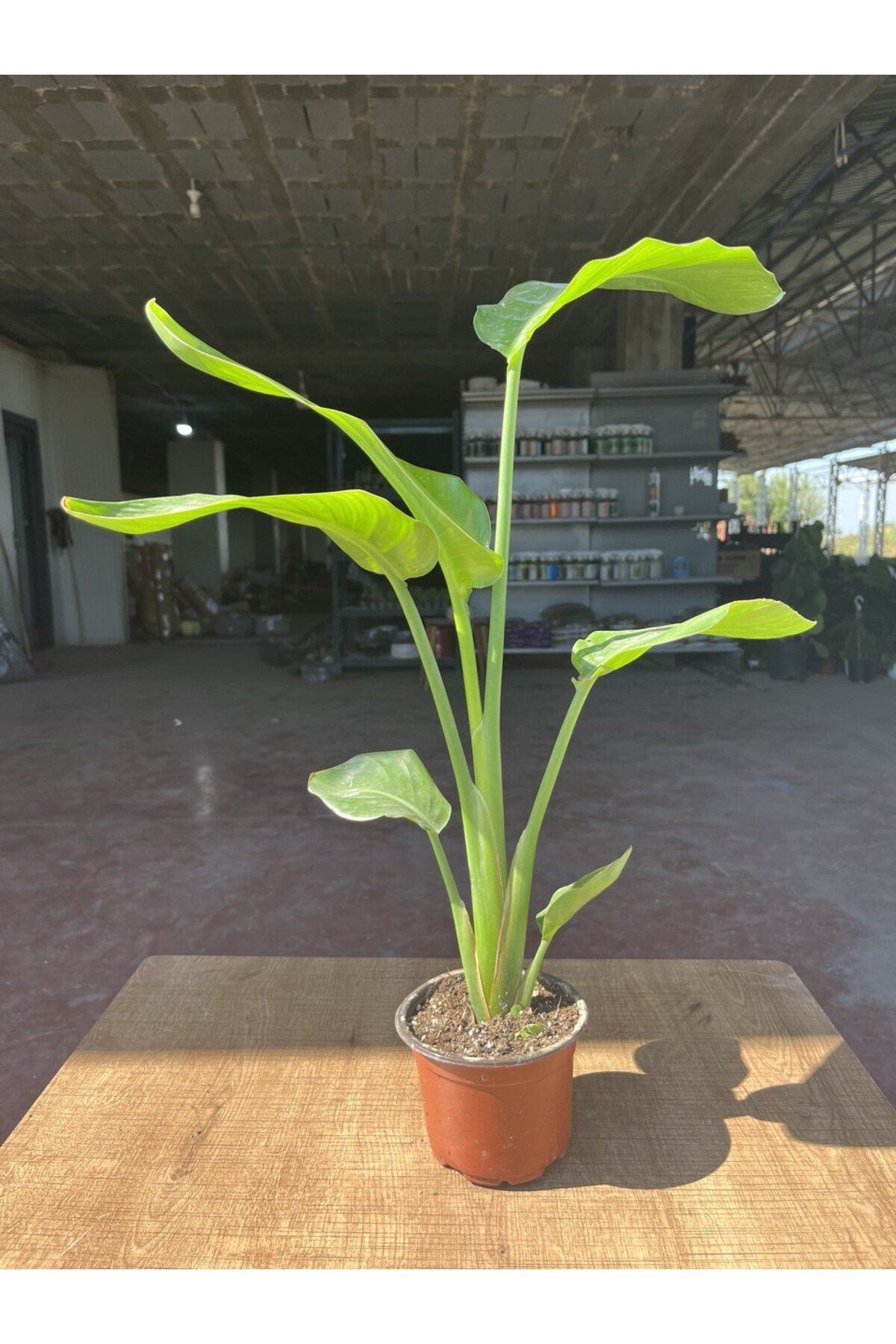 Starliçe (Strelitzia nicolai) Cennet Kuşu Çiçeği 70 - 80 cm