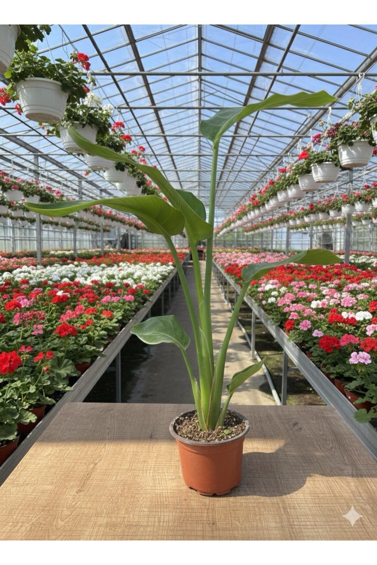 Starliçe (Strelitzia nicolai) Cennet Kuşu Çiçeği 70 - 80 cm