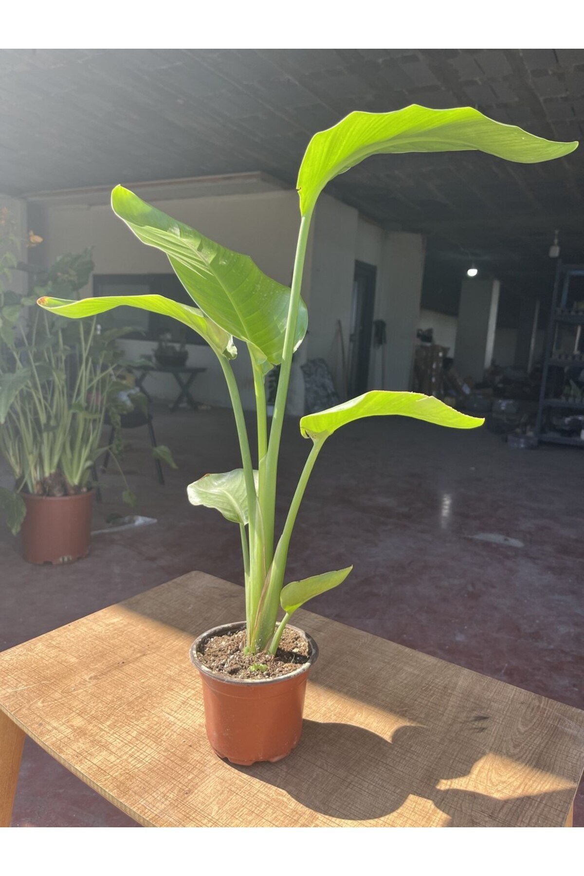 Starliçe (Strelitzia nicolai) Cennet Kuşu Çiçeği 70 - 80 cm