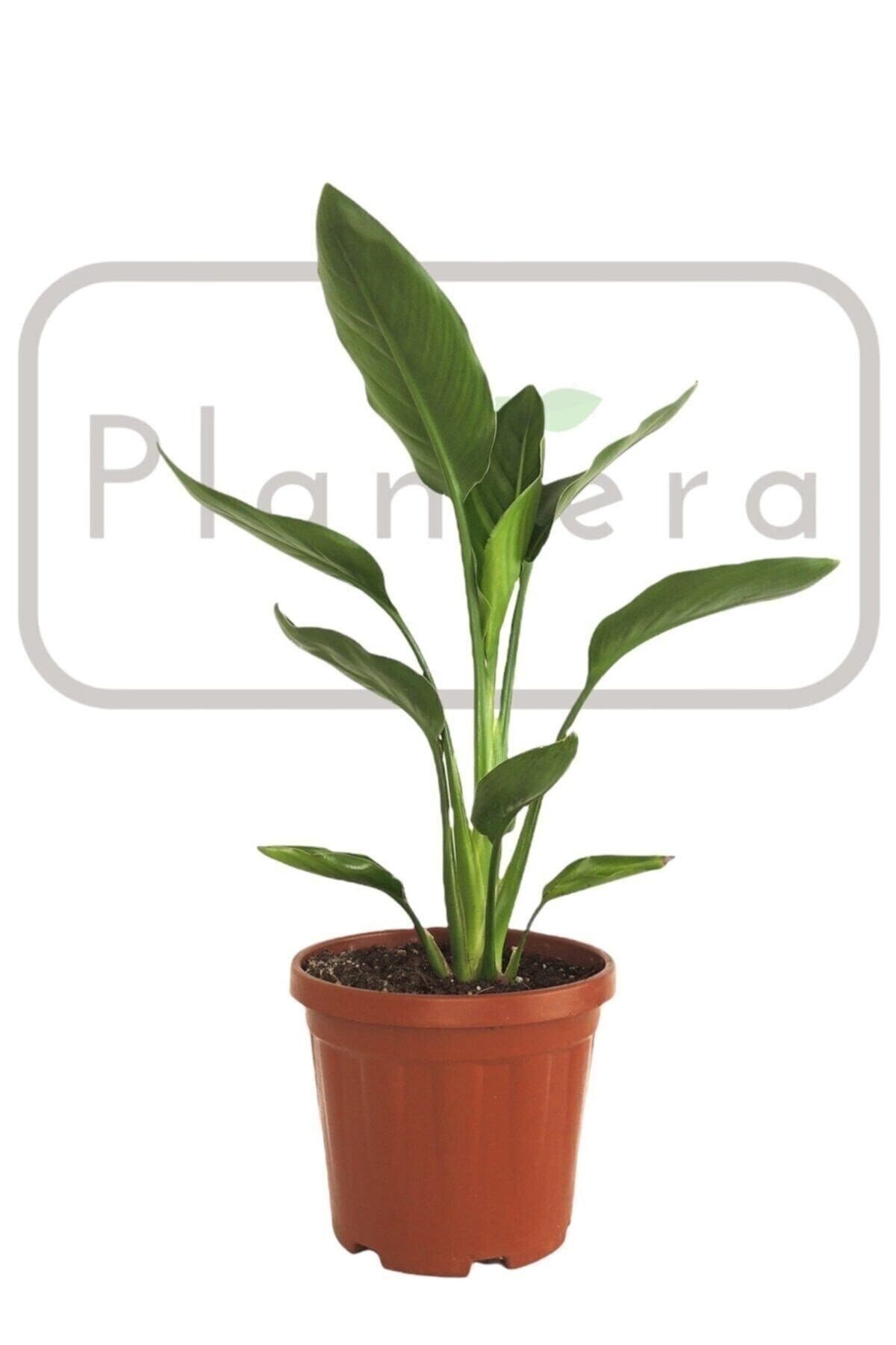 Starliçe - Strelitzia Reginae- 50-60 Cm - Cennet Kuşu Bitkisi