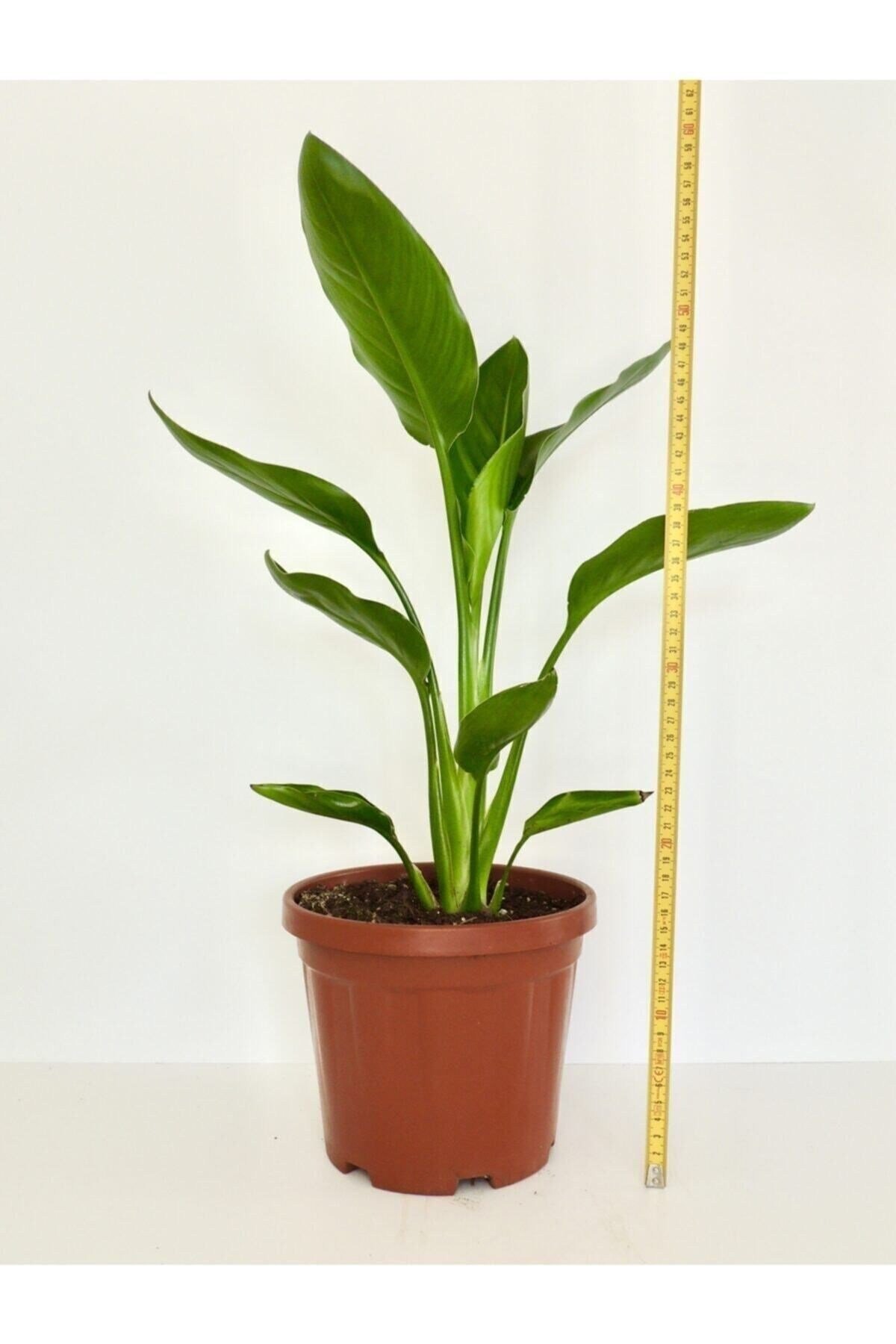 Starliçe - Strelitzia Reginae- 50-60 Cm - Cennet Kuşu Bitkisi