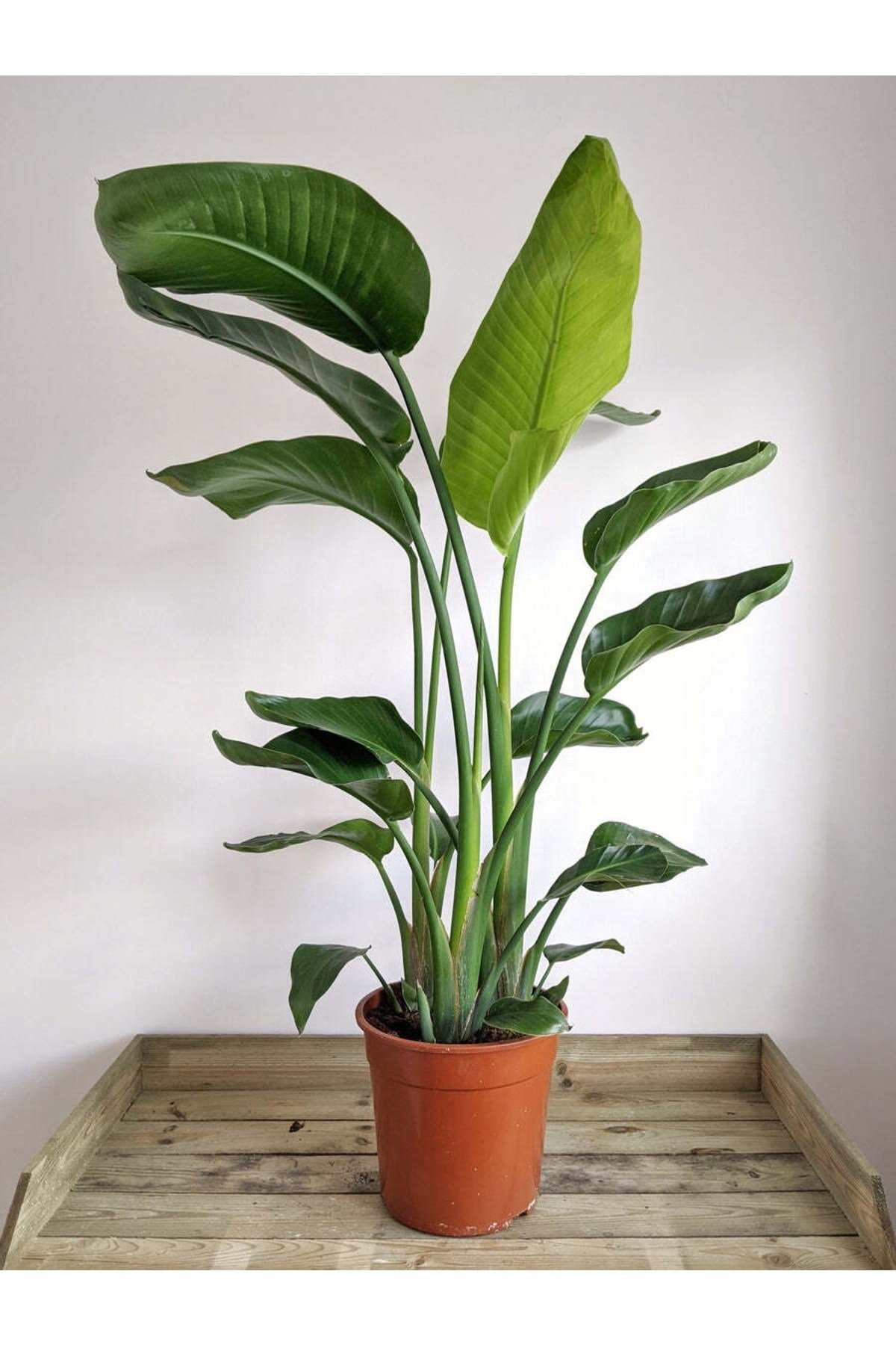 Starliçe Üç Köklü 100-120 Cm Dolgun Formlu Cennet Kuşu