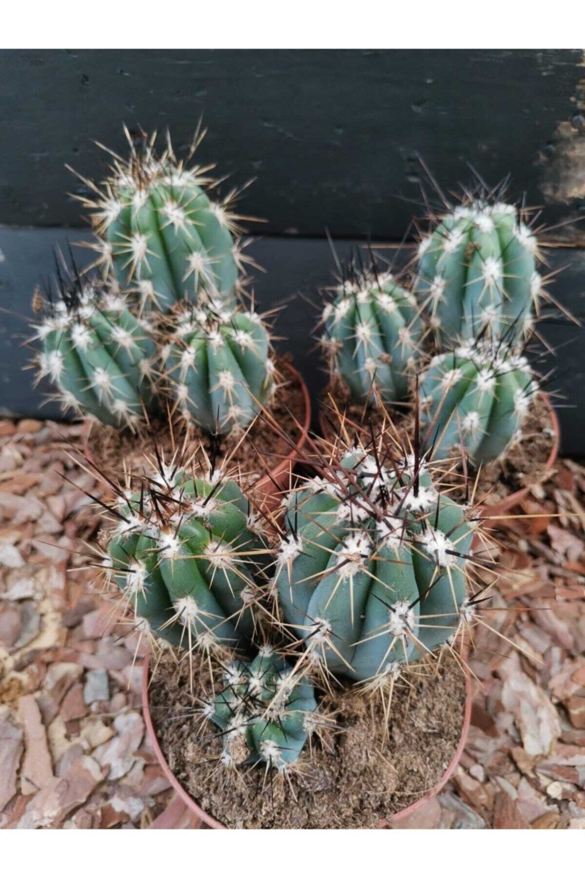 Stetsonia Coryne Kaktüs 13 Cm Capında Mavi Sütun Kaktüs