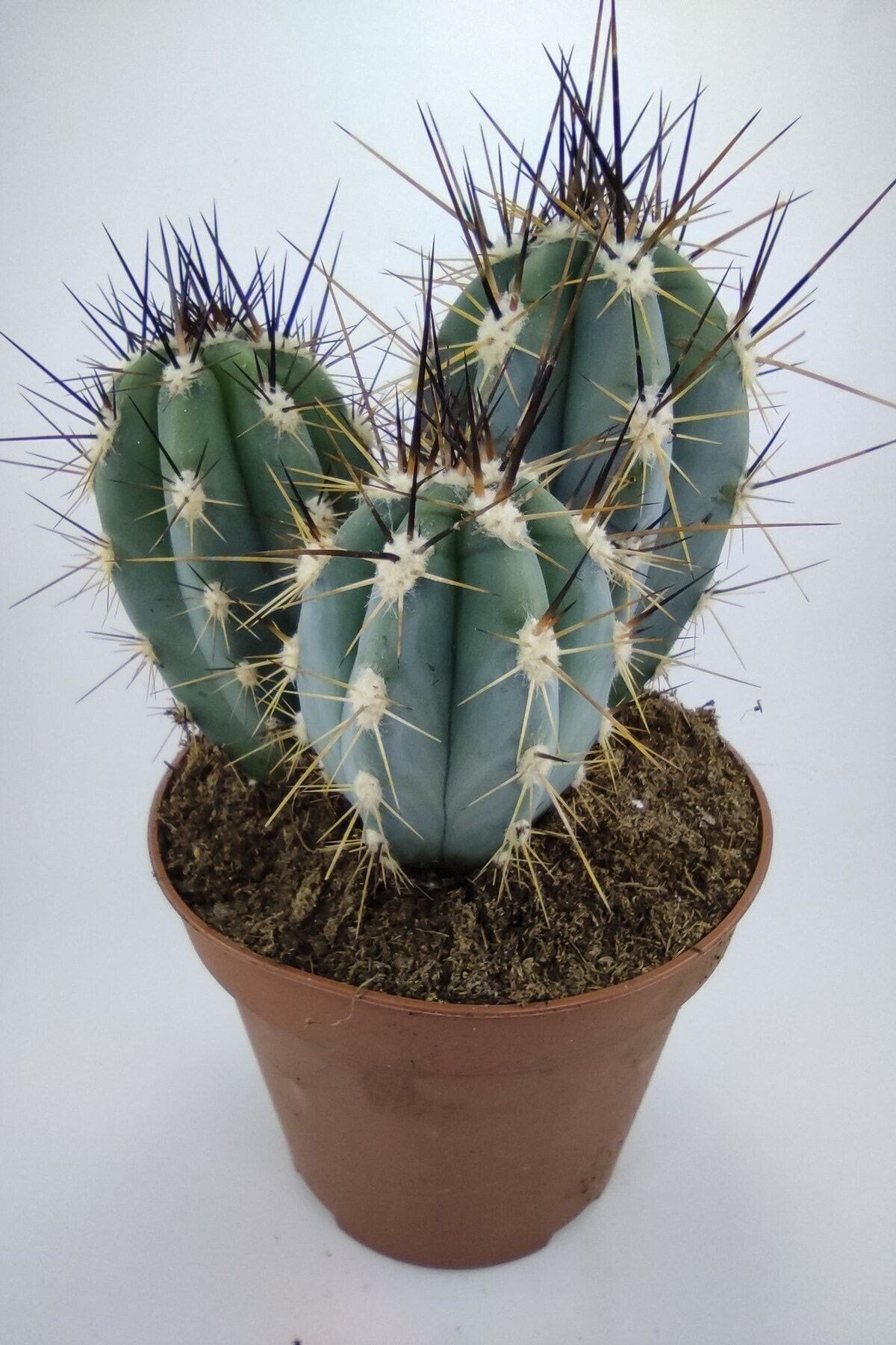 Stetsonia Coryne Kaktüs 13 Cm Capında Mavi Sütun Kaktüs