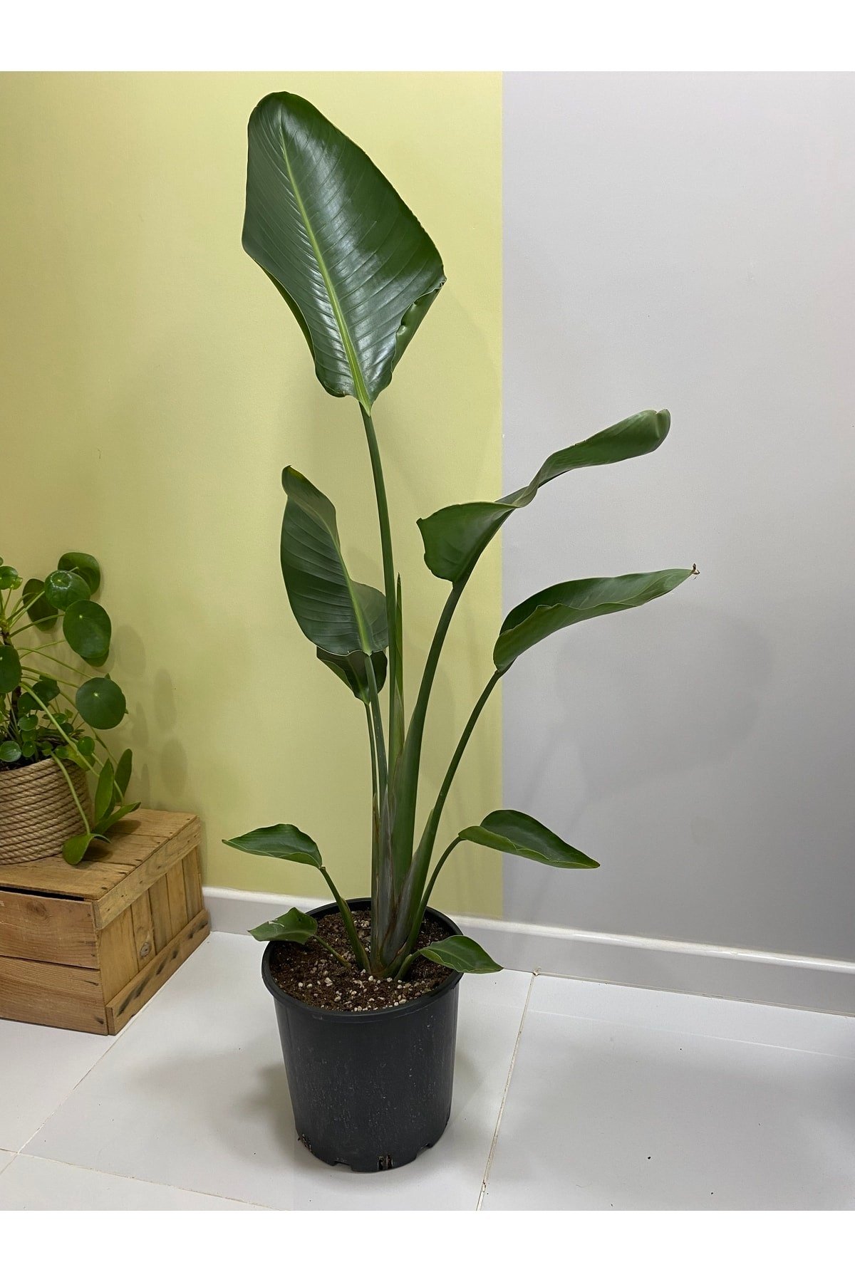 Strelitzia Nicolai (starliçe) 140 Cm Tek Köklü