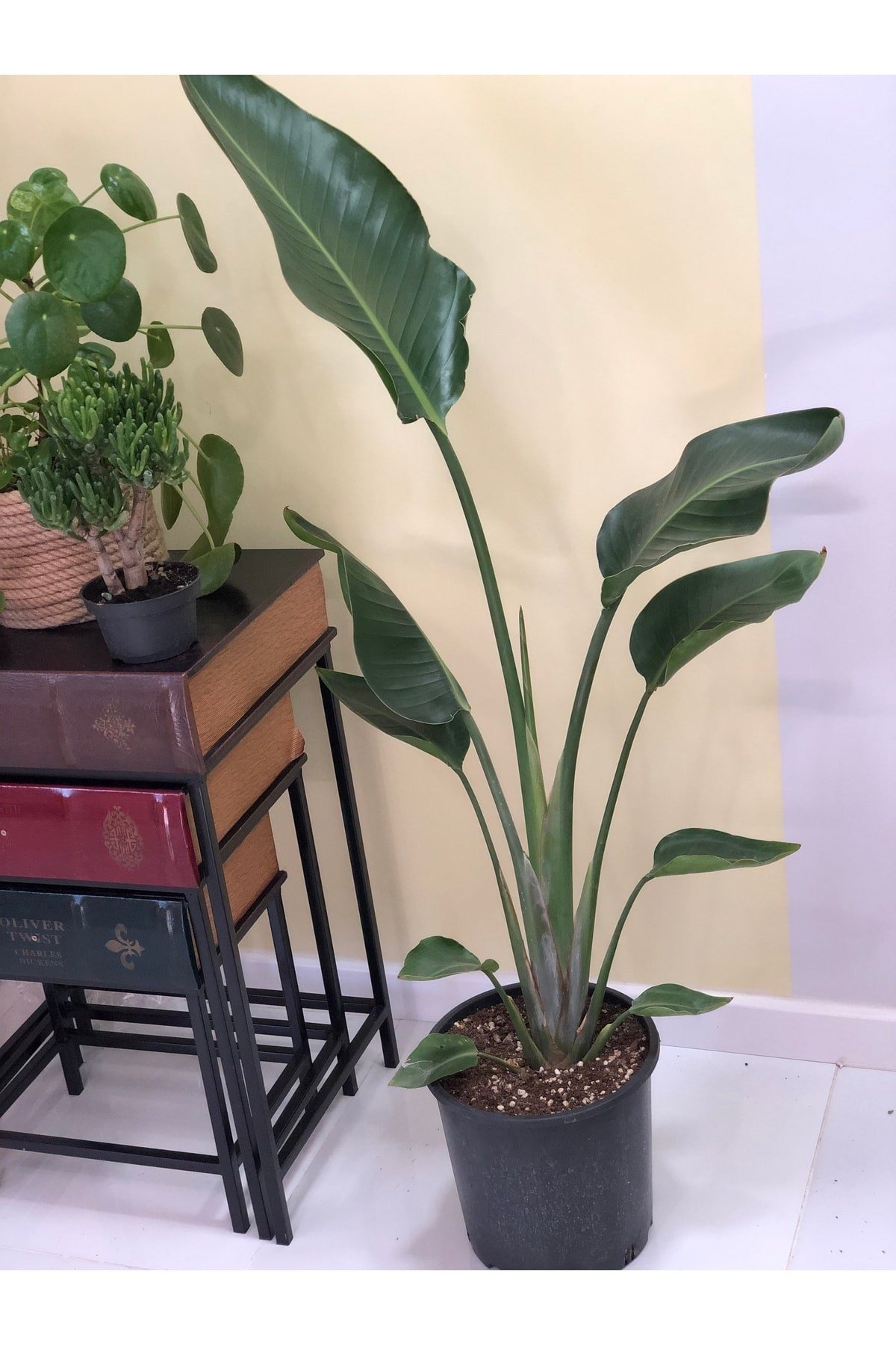 Strelitzia Nicolai (starliçe) 140 Cm Tek Köklü