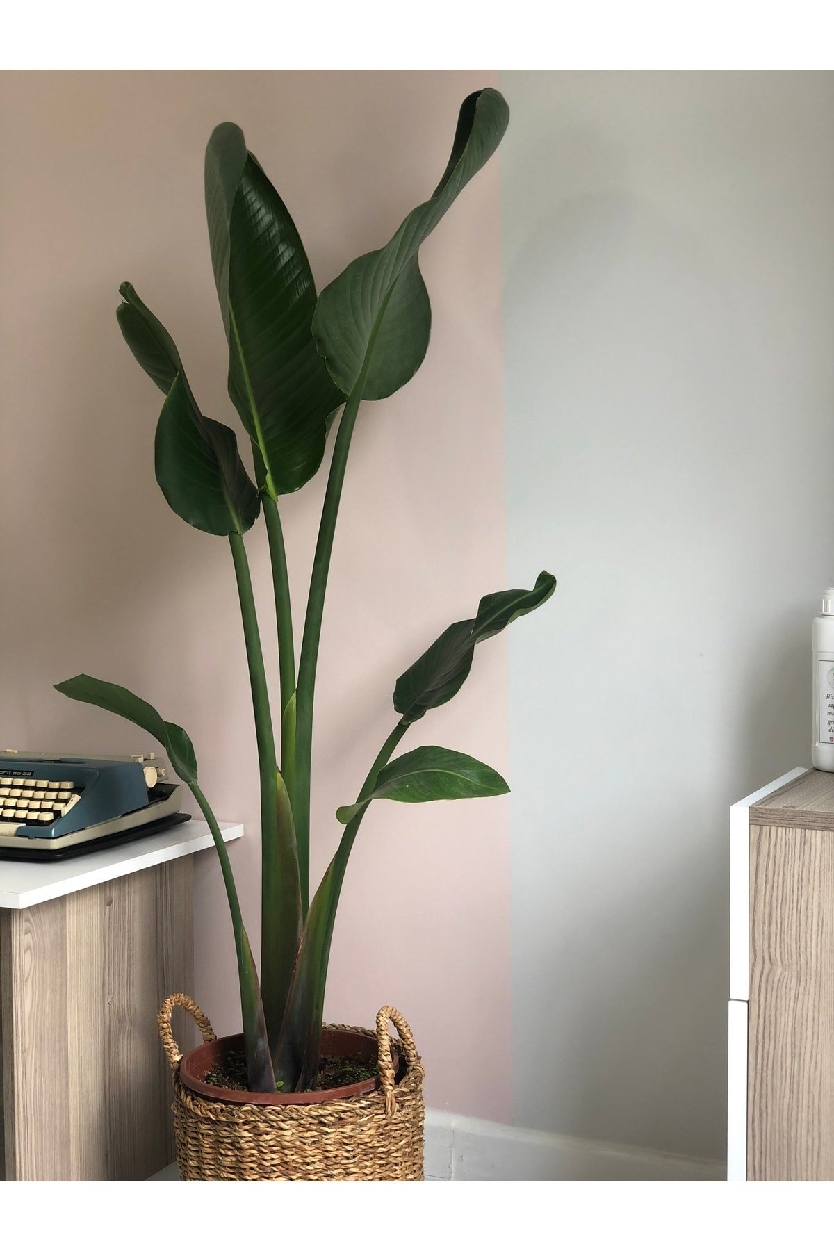 Strelitzia Nicolai (starliçe) 140 Cm Tek Köklü