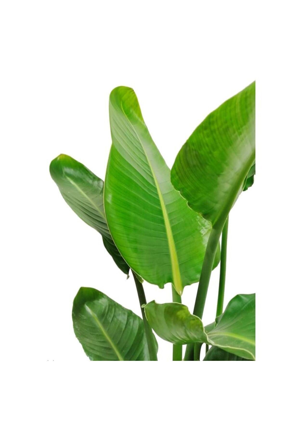 Strelitzia Nicolai - Starliçe Cennet Kuşu Bitkisi 80-100 Cm Salon Bitkisi (tek Gövdeli