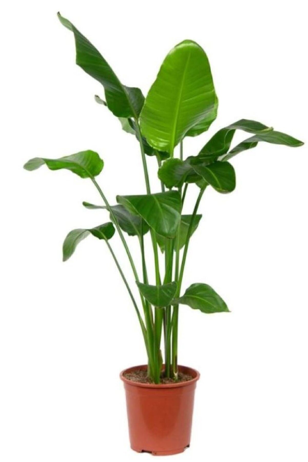 Strelitzia Nicolai - Starliçe Cennet Kuşu Bitkisi 80-100 Cm Salon Bitkisi (tek Gövdeli