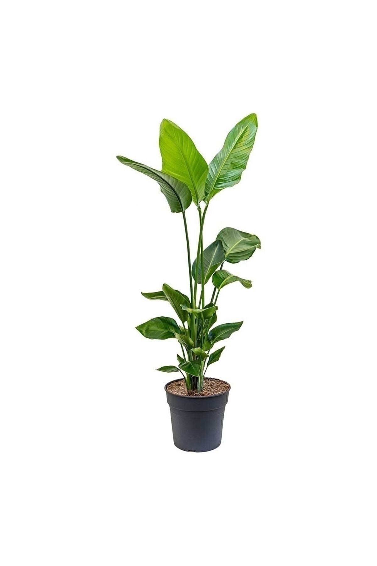 Strelitzia Starliçe 80-100Cm Tek Köklü