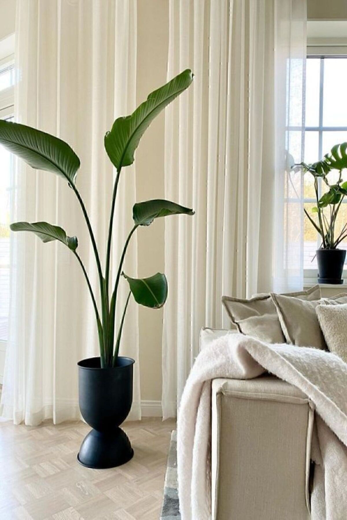 Strelitzia Starliçe 90-120 cm Boyunda Tek Gövdeli Salon Bitkisi İç Mekan Bitkisi